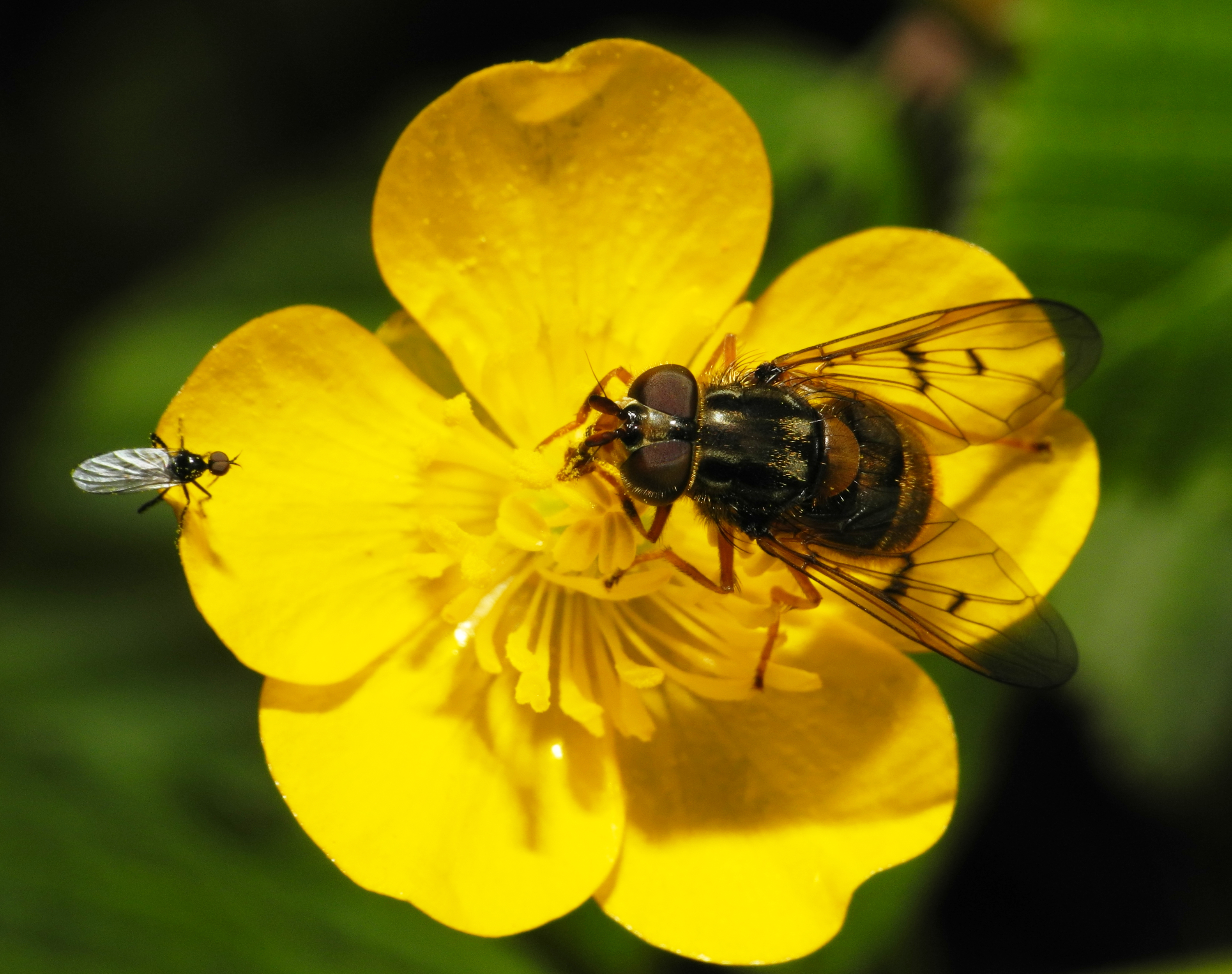 2013-06-02 16-18-07-diptera