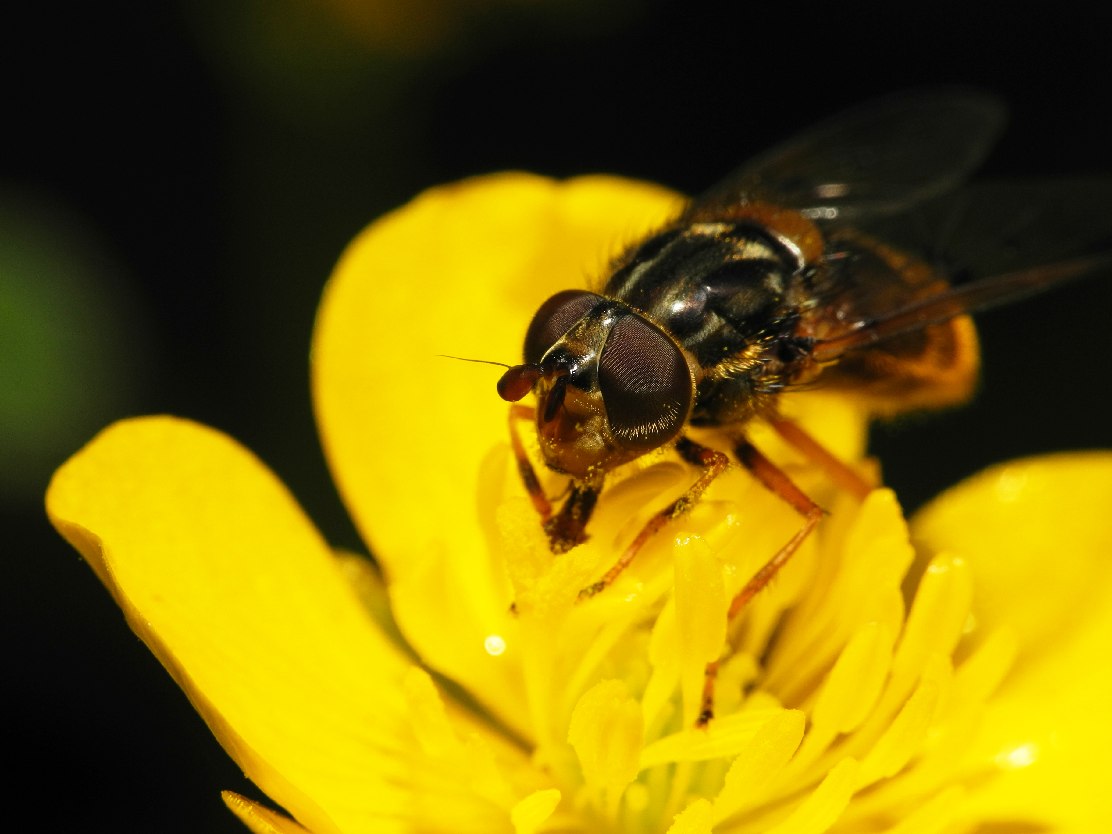 2013-06-02 16-18-50-diptera