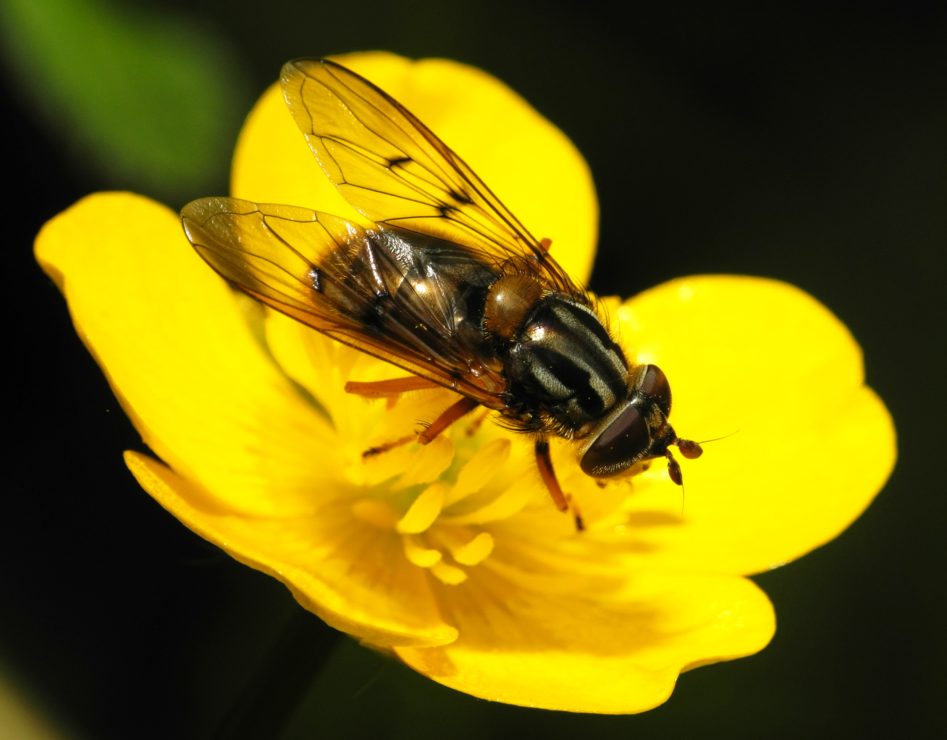 2013-06-02 16-19-31-diptera