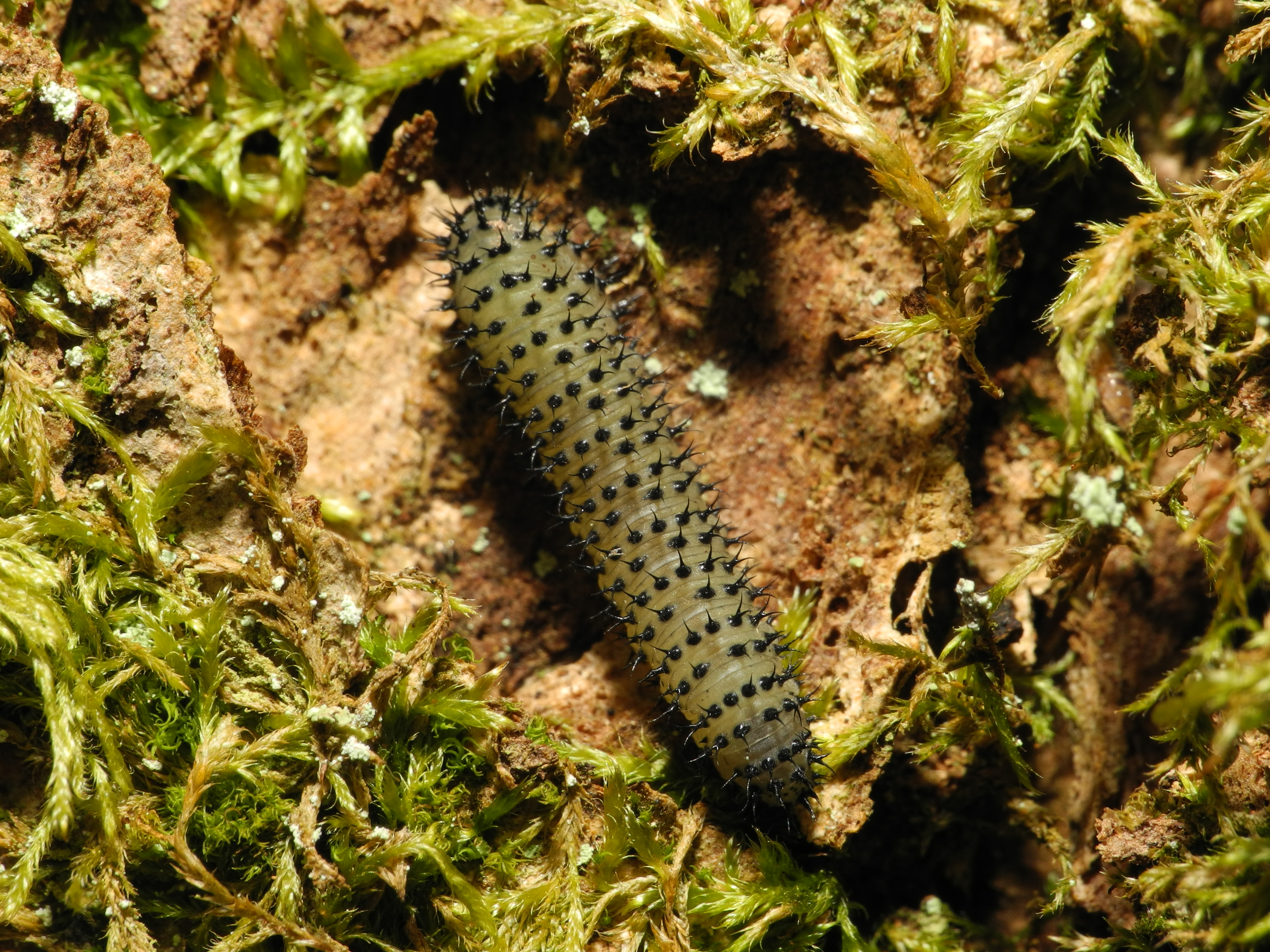 2013-06-02 16-34-53-lepidoptera