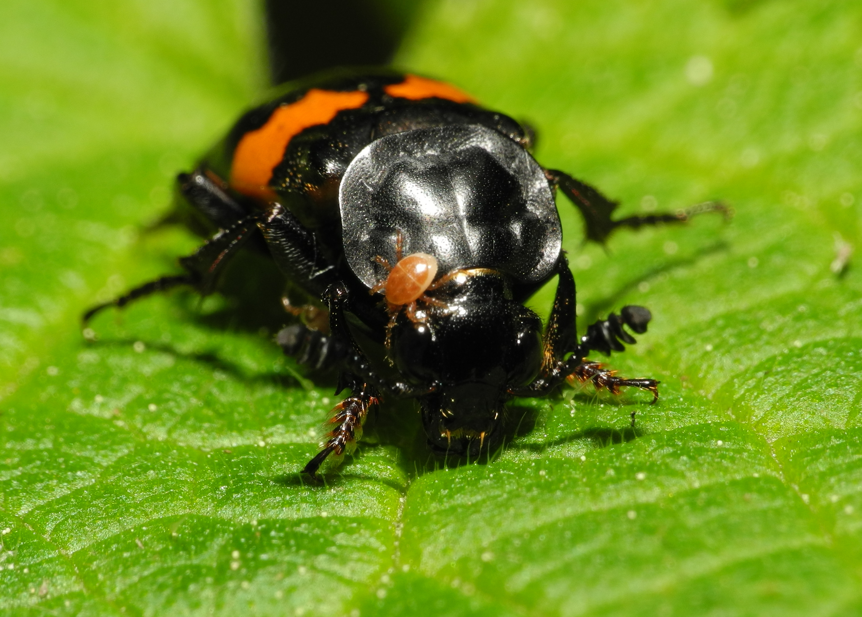 2013-06-04 16-06-24-Coleoptera