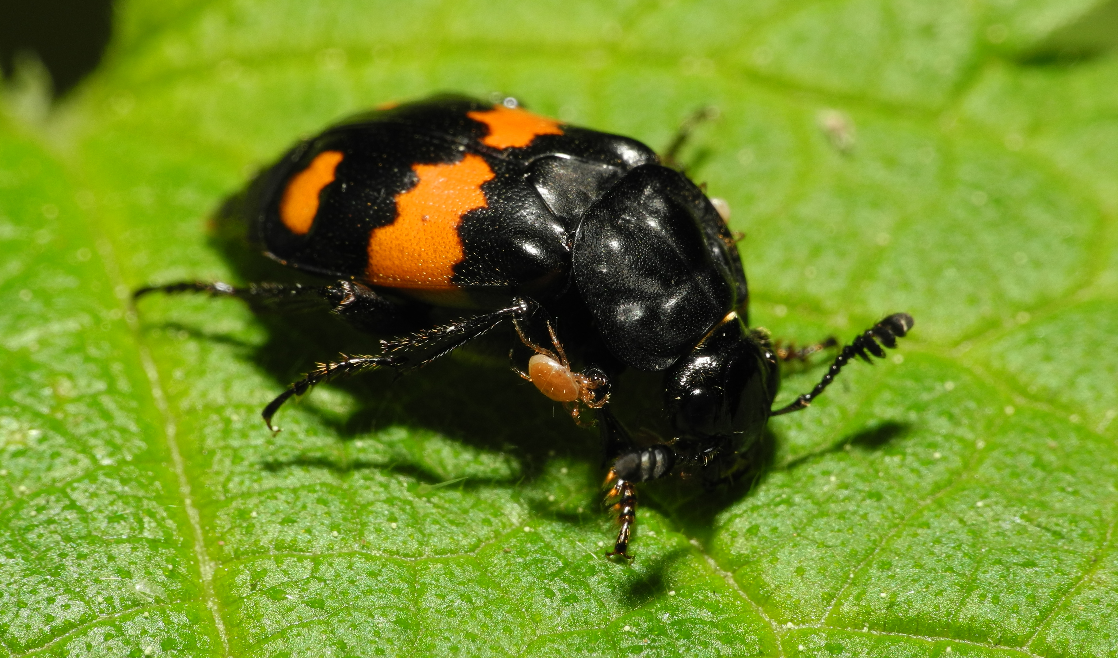 2013-06-04 16-07-46-Coleoptera