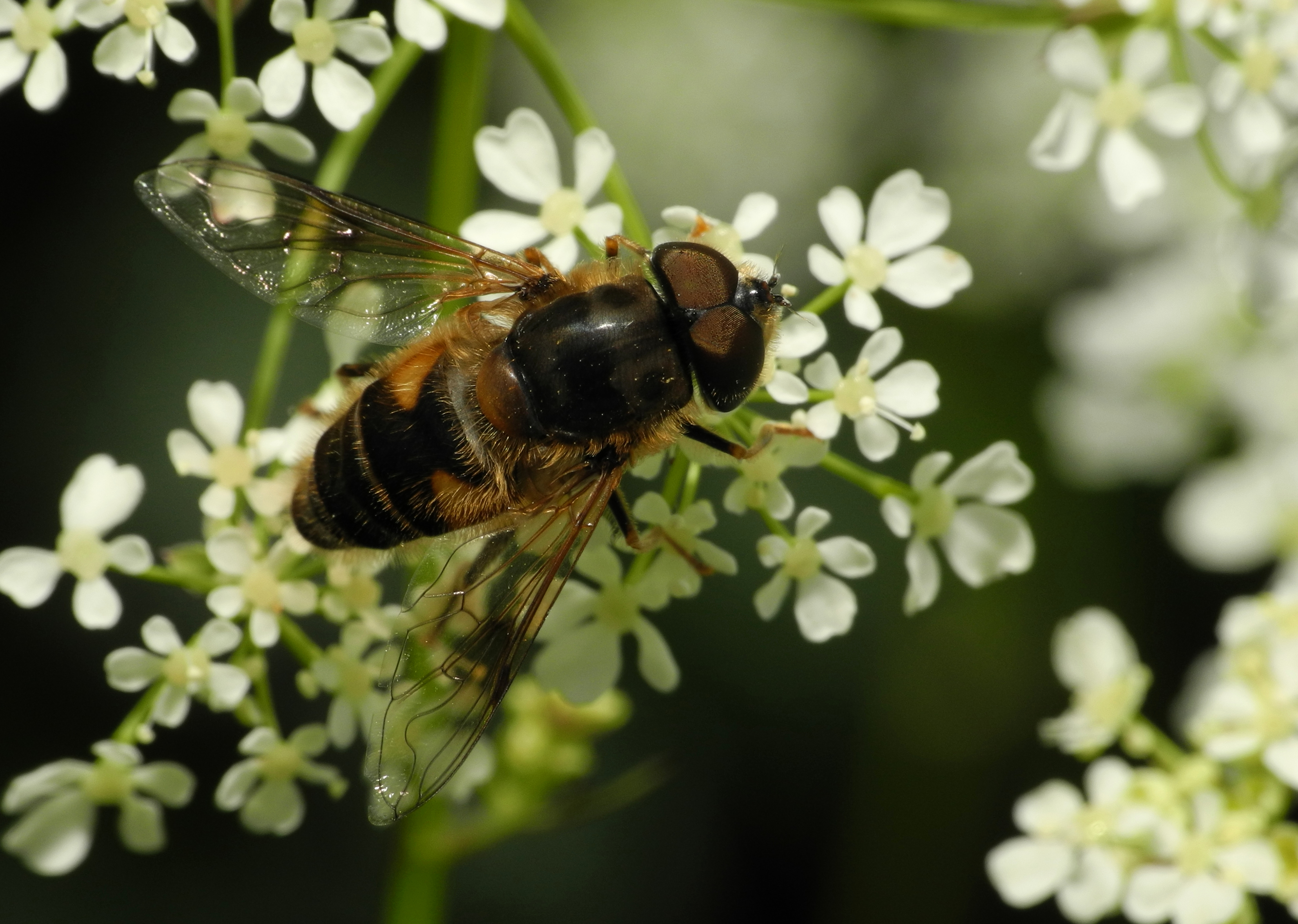 2013-06-07 13-34-57-syrphidae