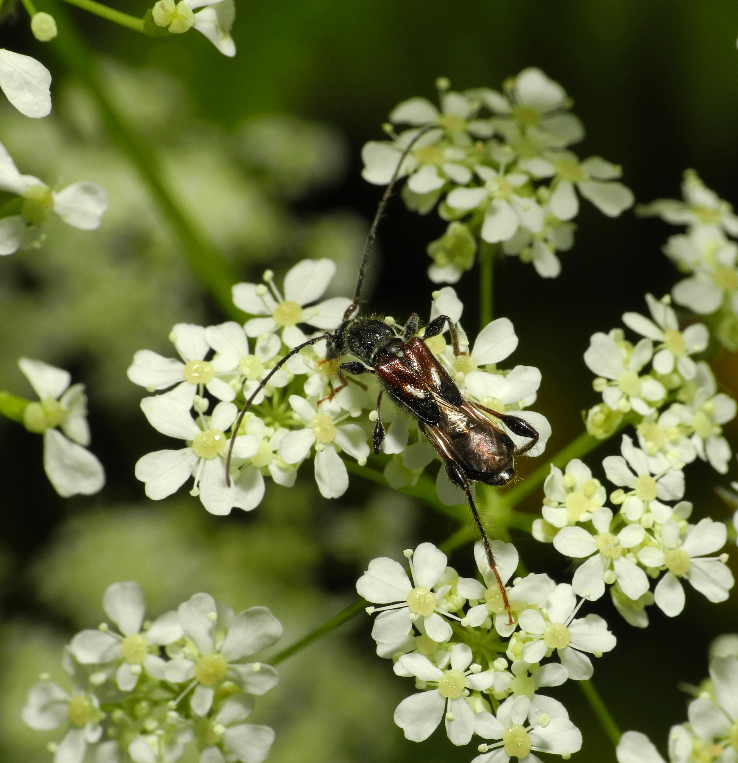2013-06-07 13-37-10-Molorchus-minor