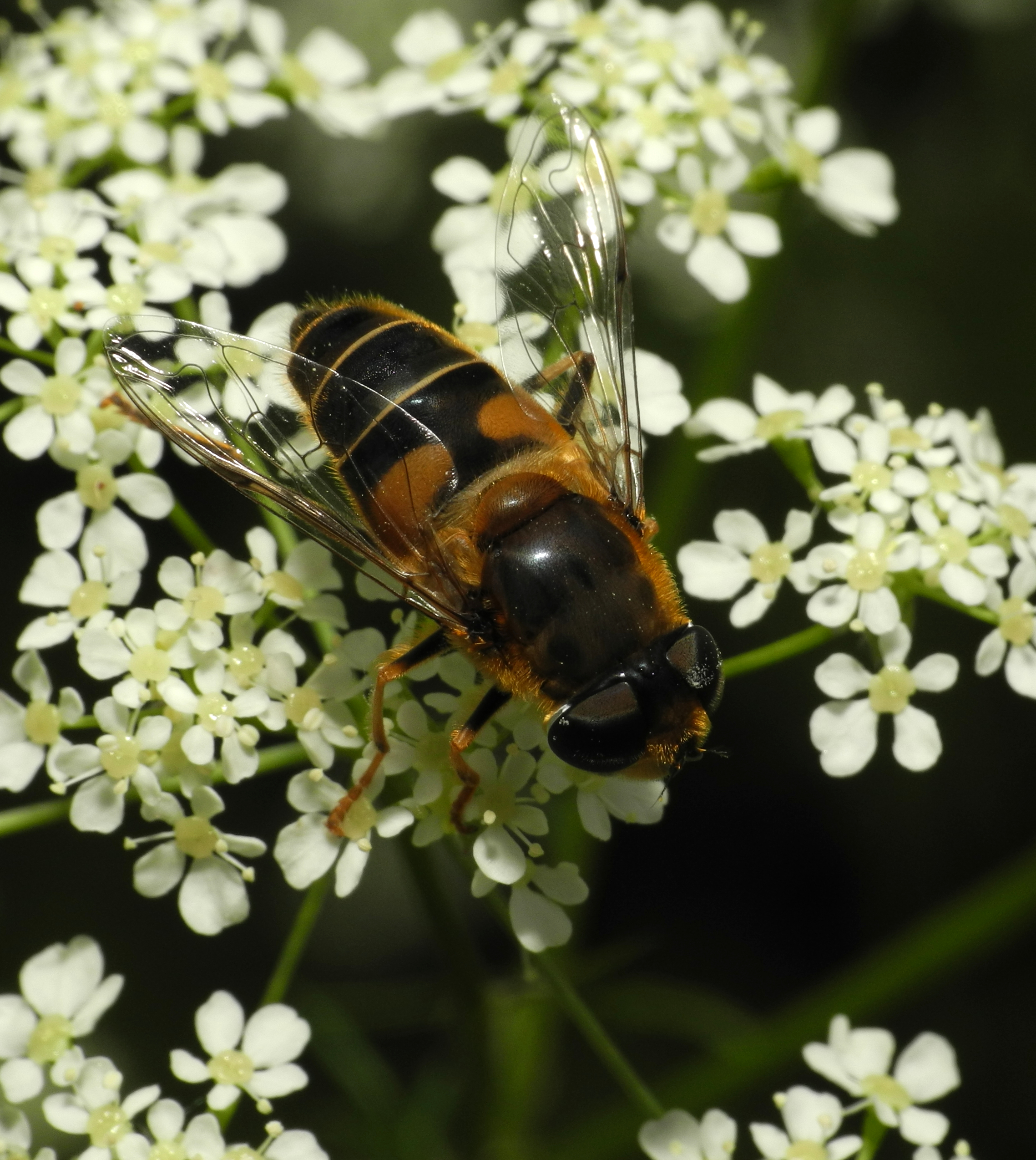 2013-06-07 13-44-33-syrphidae