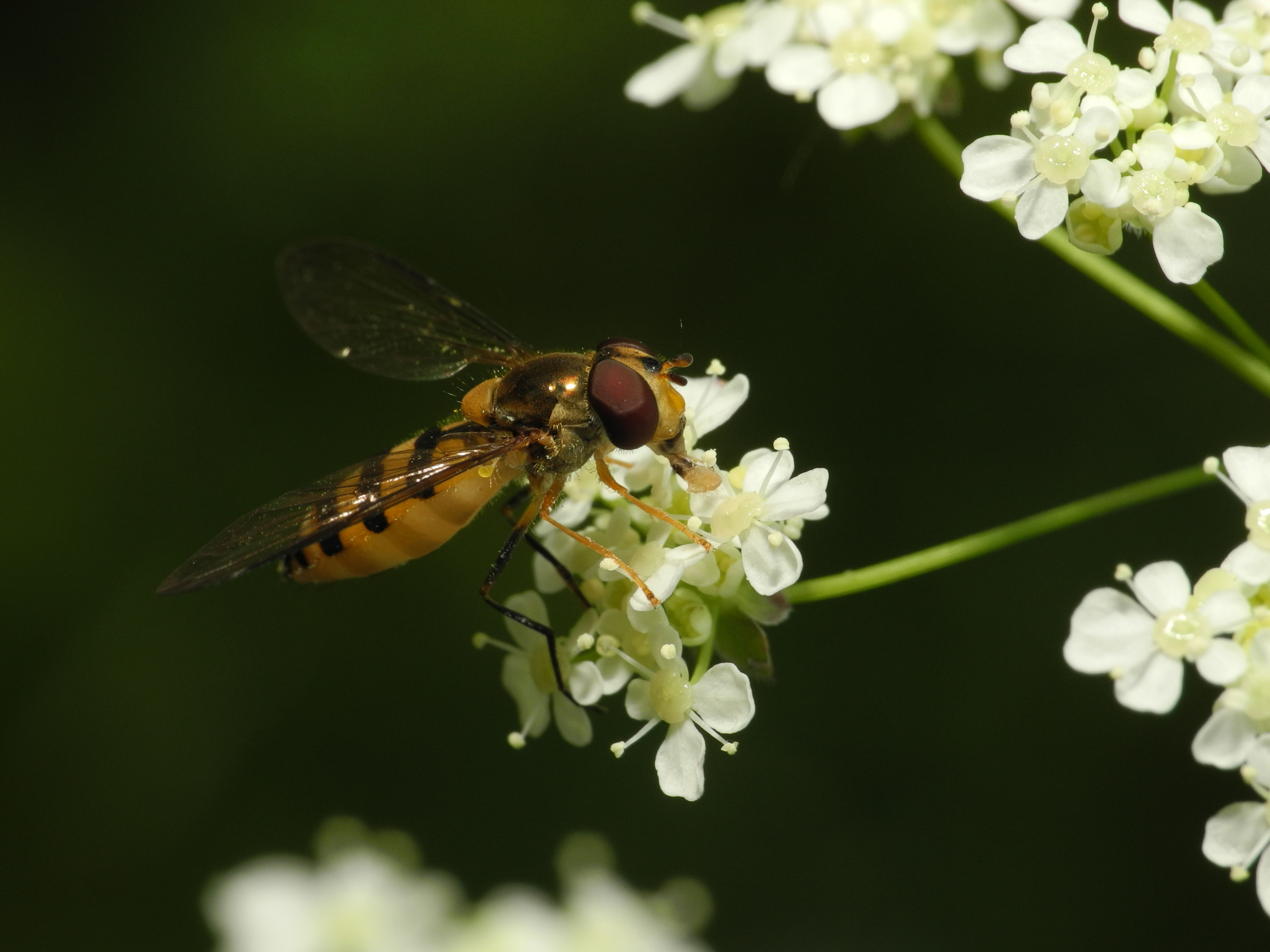 2013-06-07 13-50-35-syrphidae