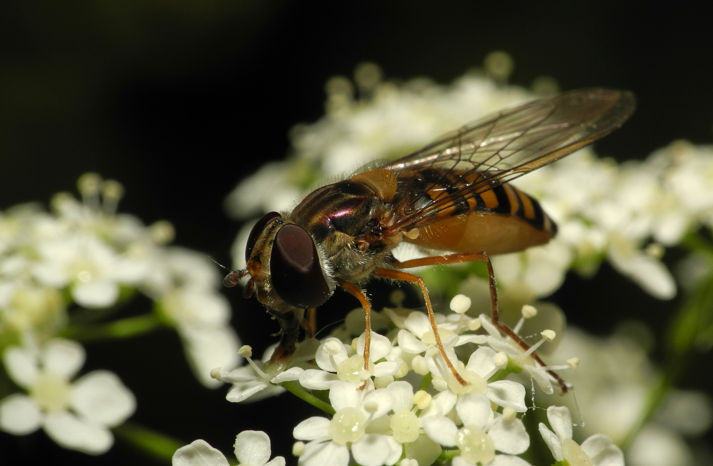 2013-06-07 20-55-16-syrphidae