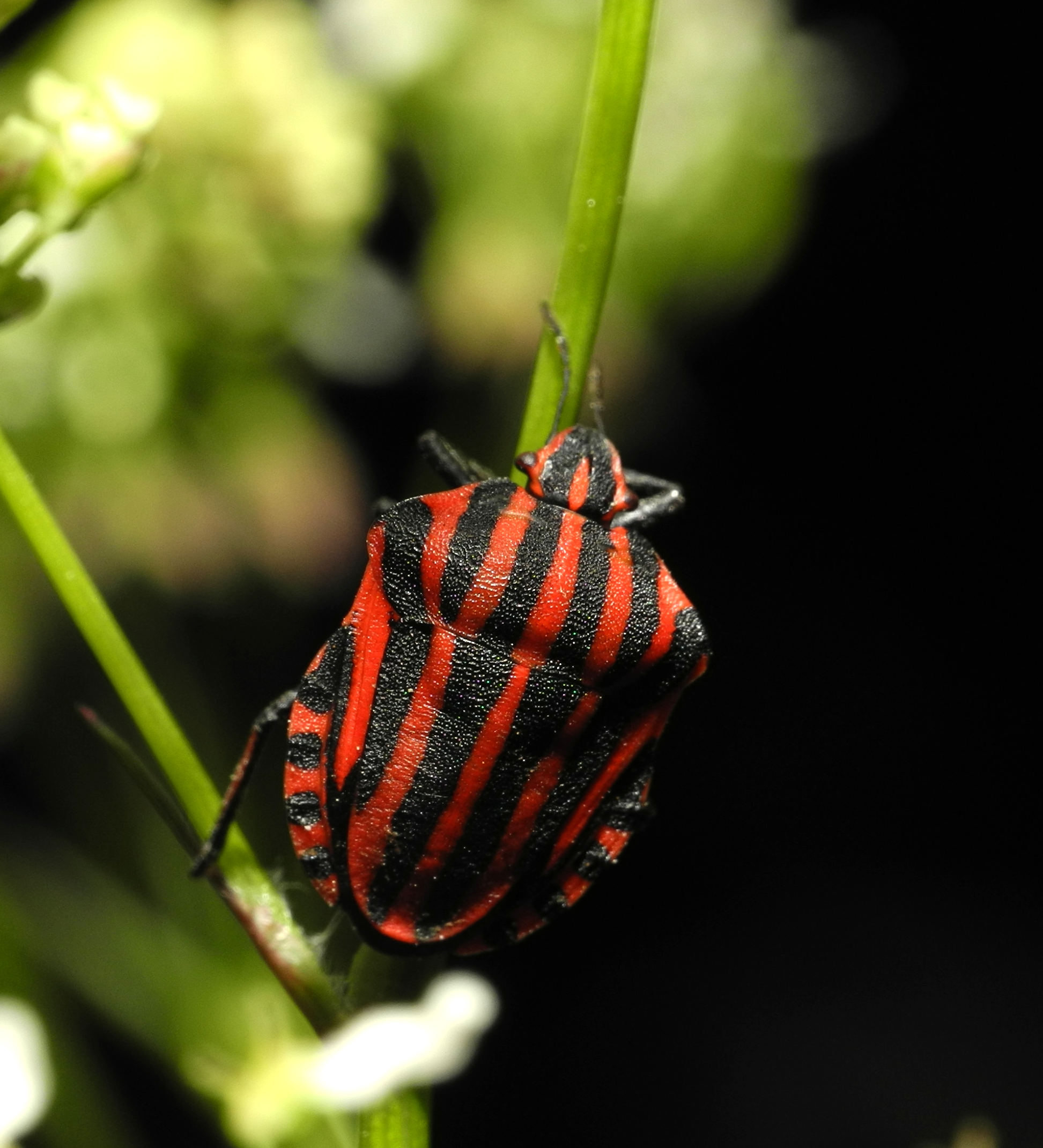 2013-06-07 21-00-56-Graphosoma-italicum
