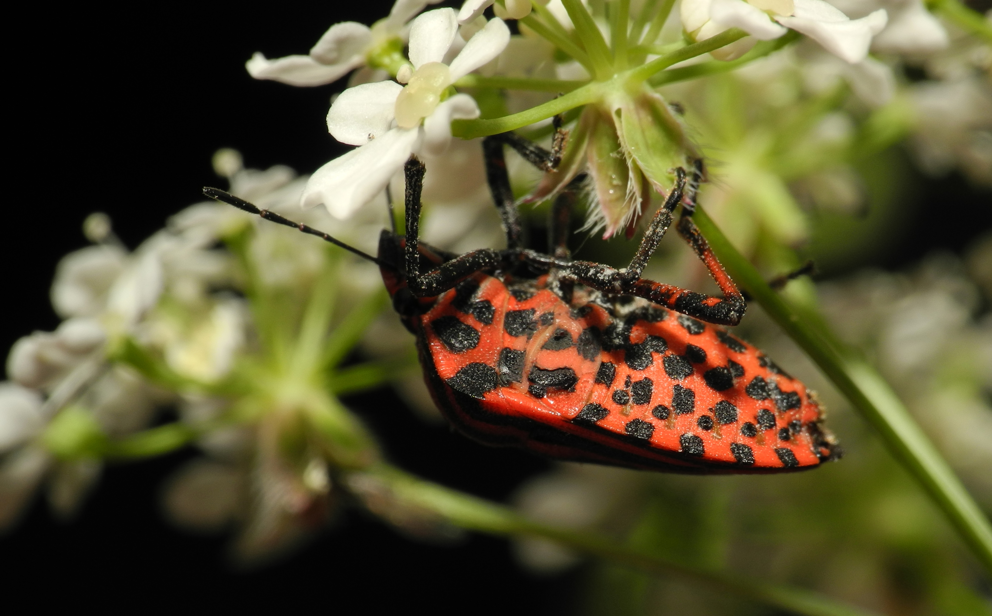 2013-06-07 21-02-04-Graphosoma-italicum