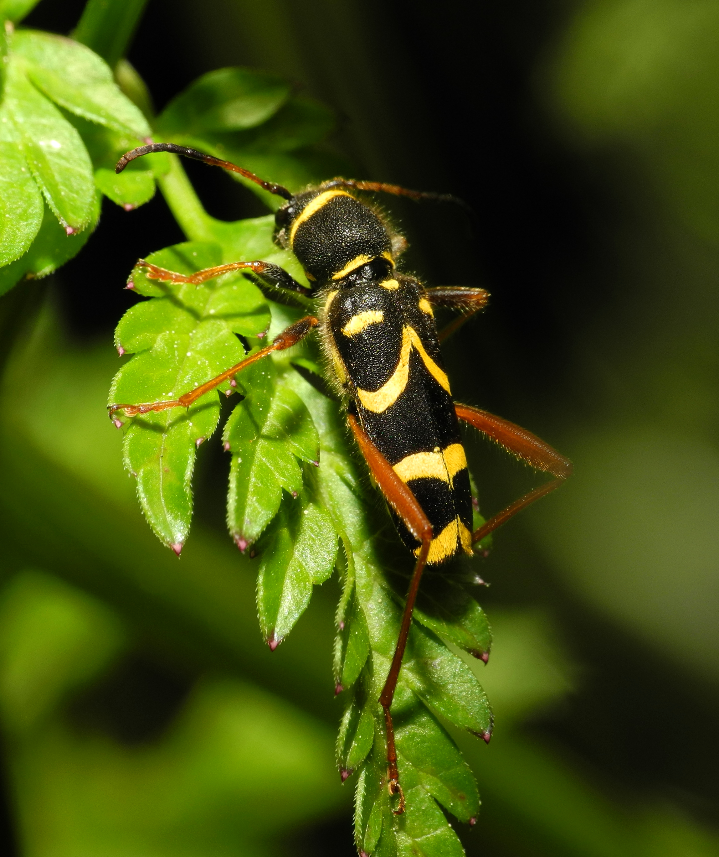2013-06-07 21-02-52-Clytus-arietis