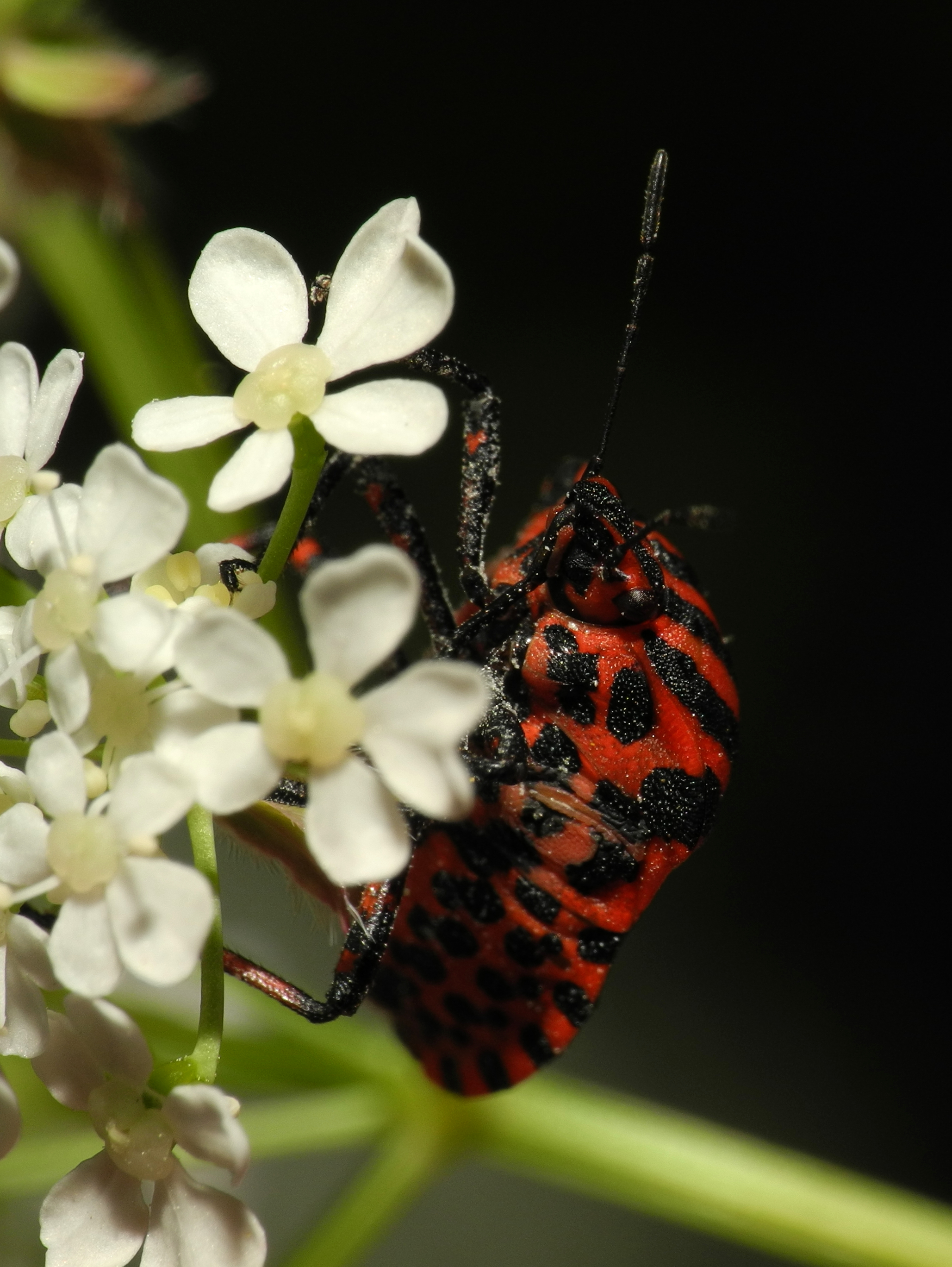 2013-06-07 21-05-12-Graphosoma-italicum