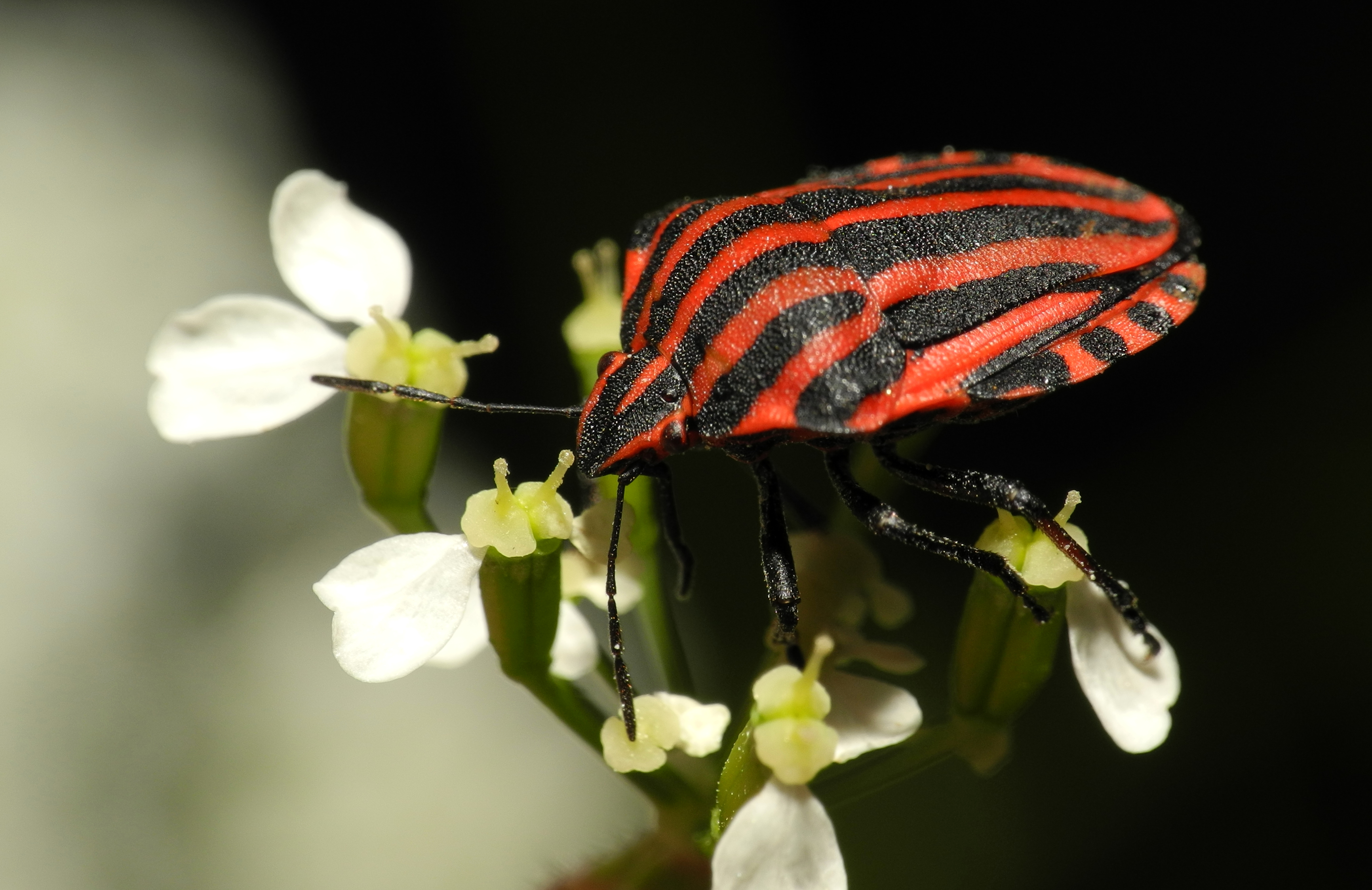 2013-06-07 21-06-46-Graphosoma-italicum