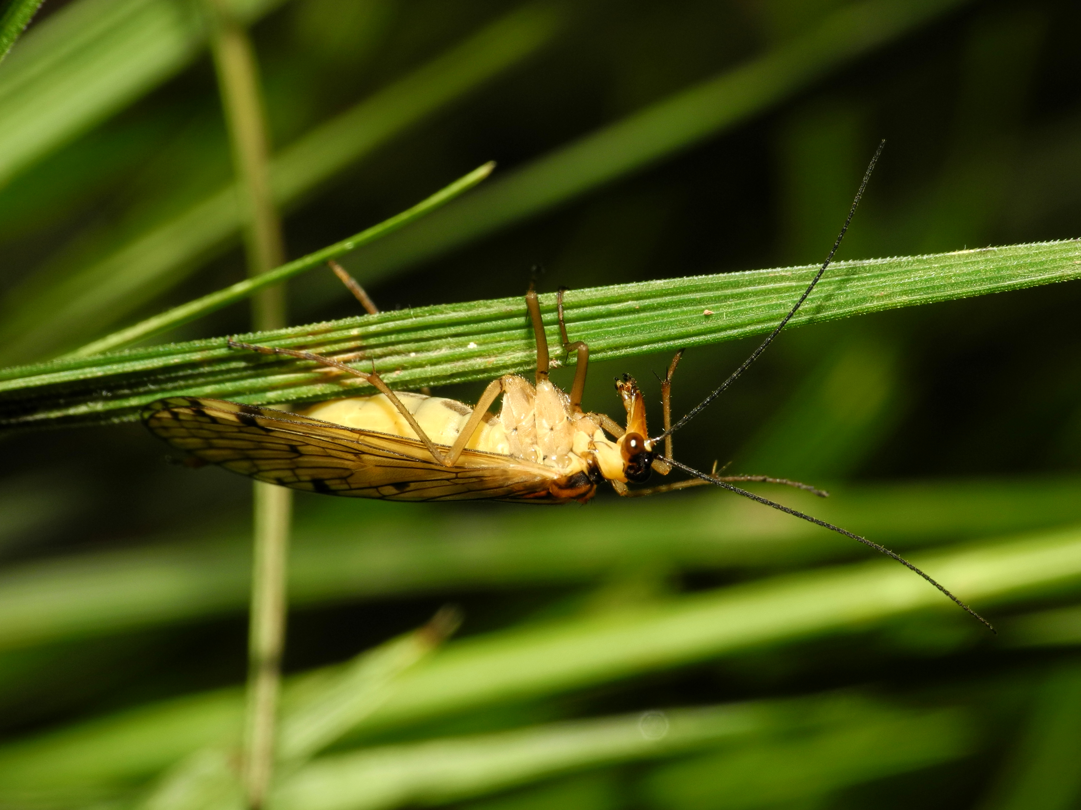 2013-06-09 16-04-25 - Aulops alpina (a.k.a Panorpa alpina)