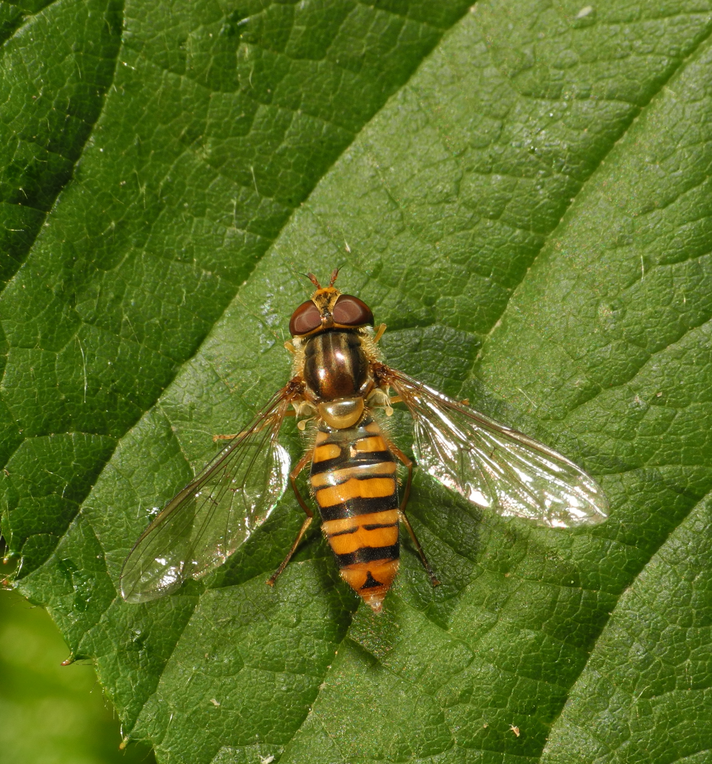 2013-06-21 14-48-16-syrphidae