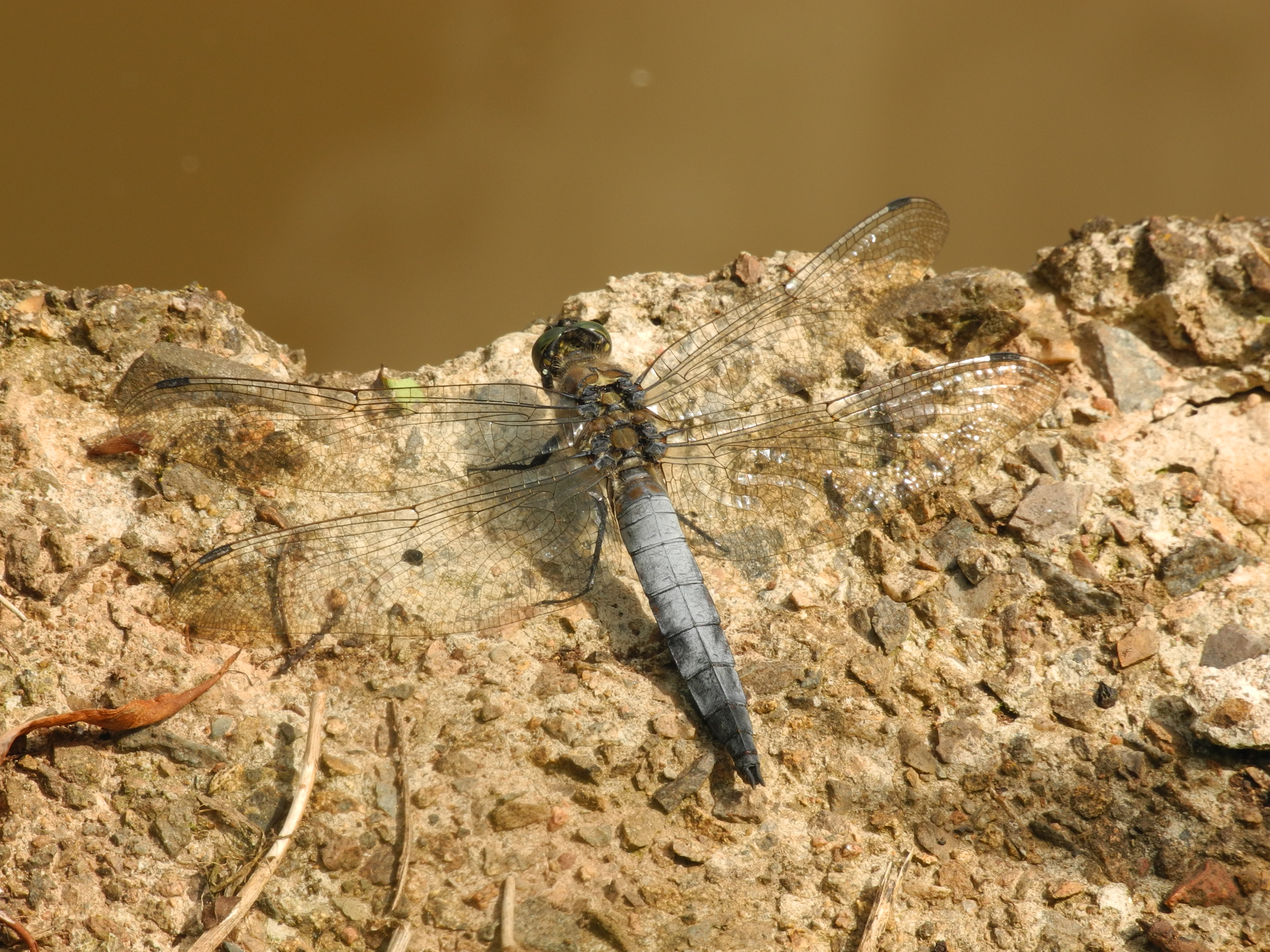 2013-06-21 15-35-32-Orthetrum-cancellatum