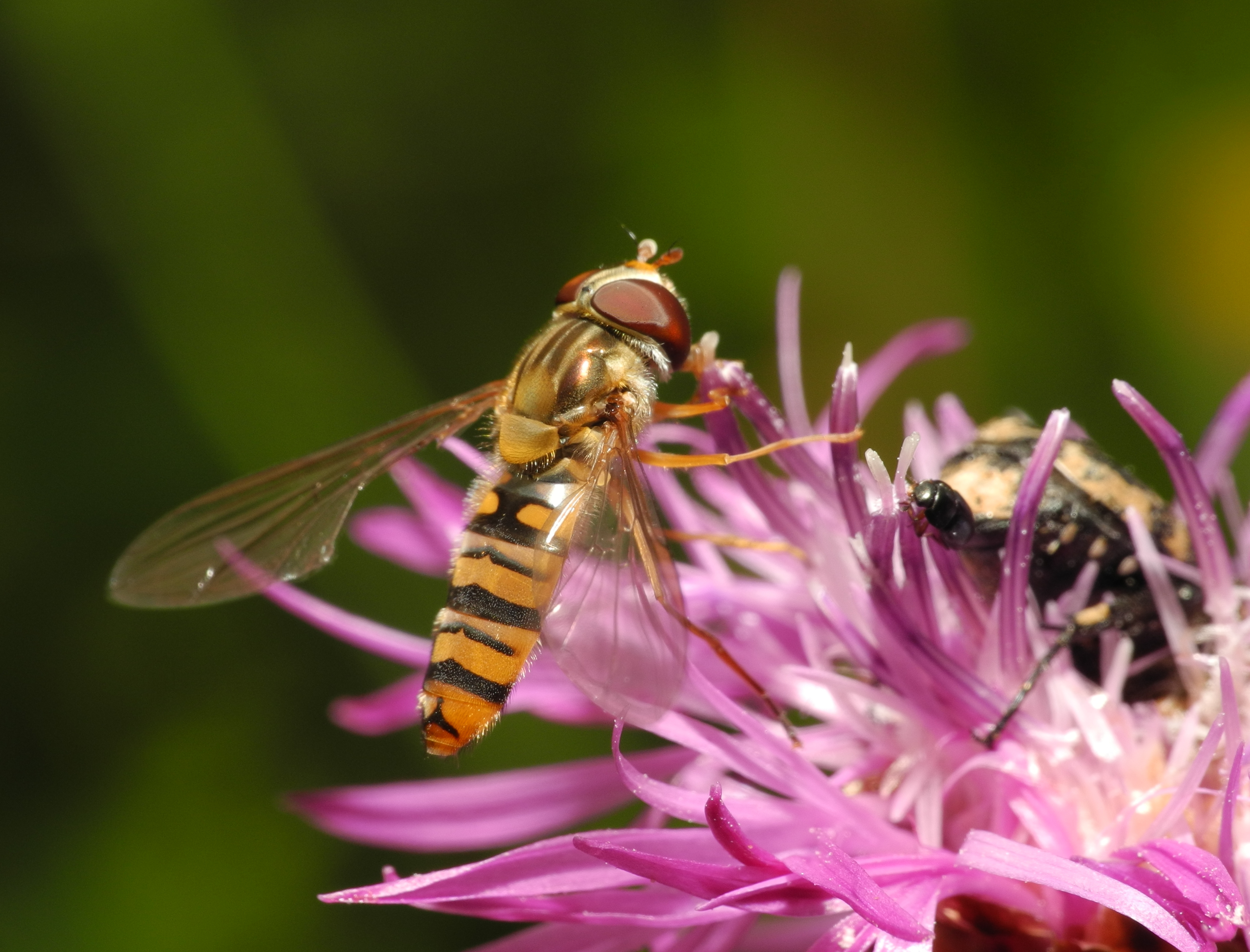2013-07-09 17-37-45-syrphidae