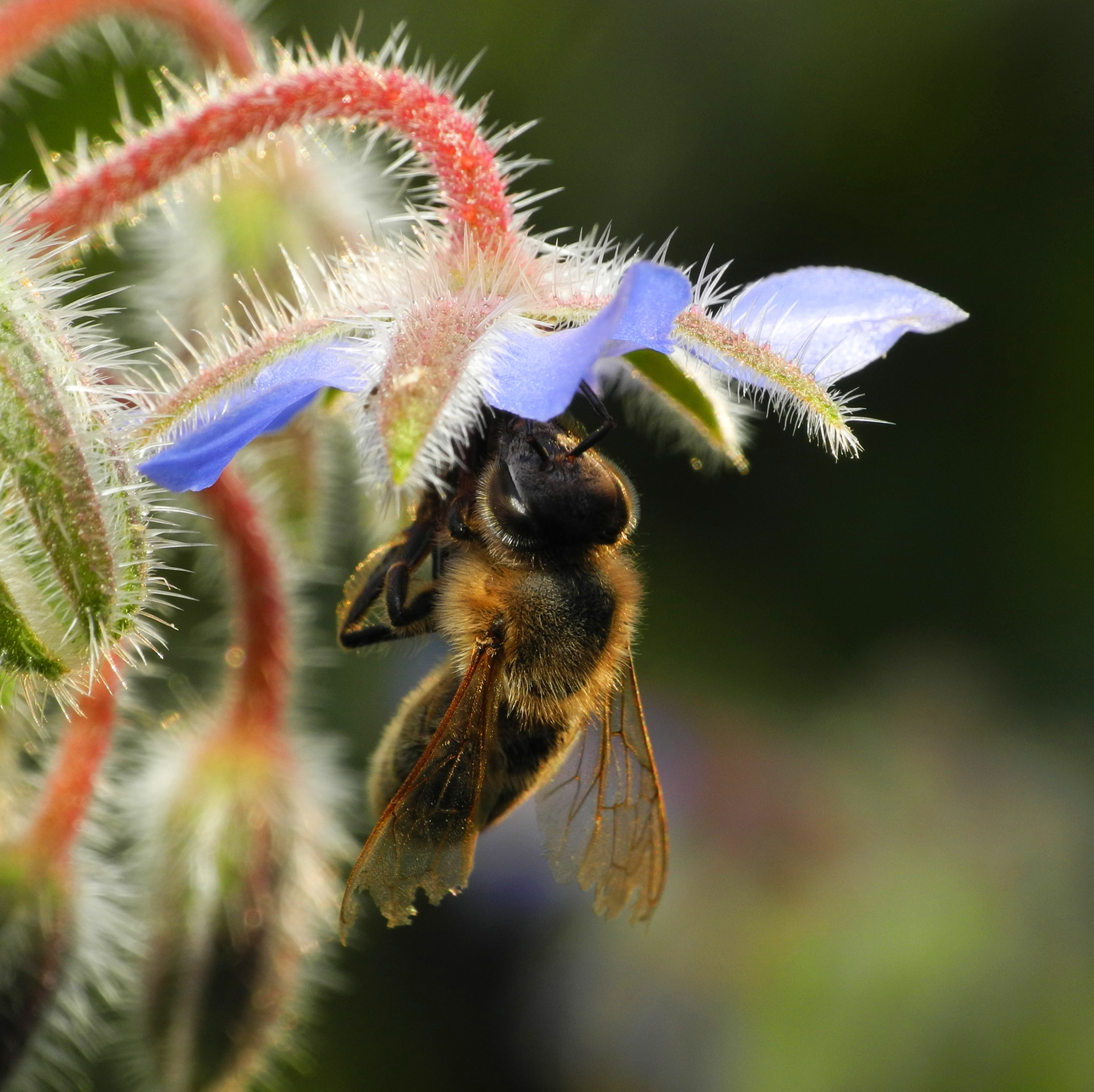 2013-07-24 19-25-34-abeille