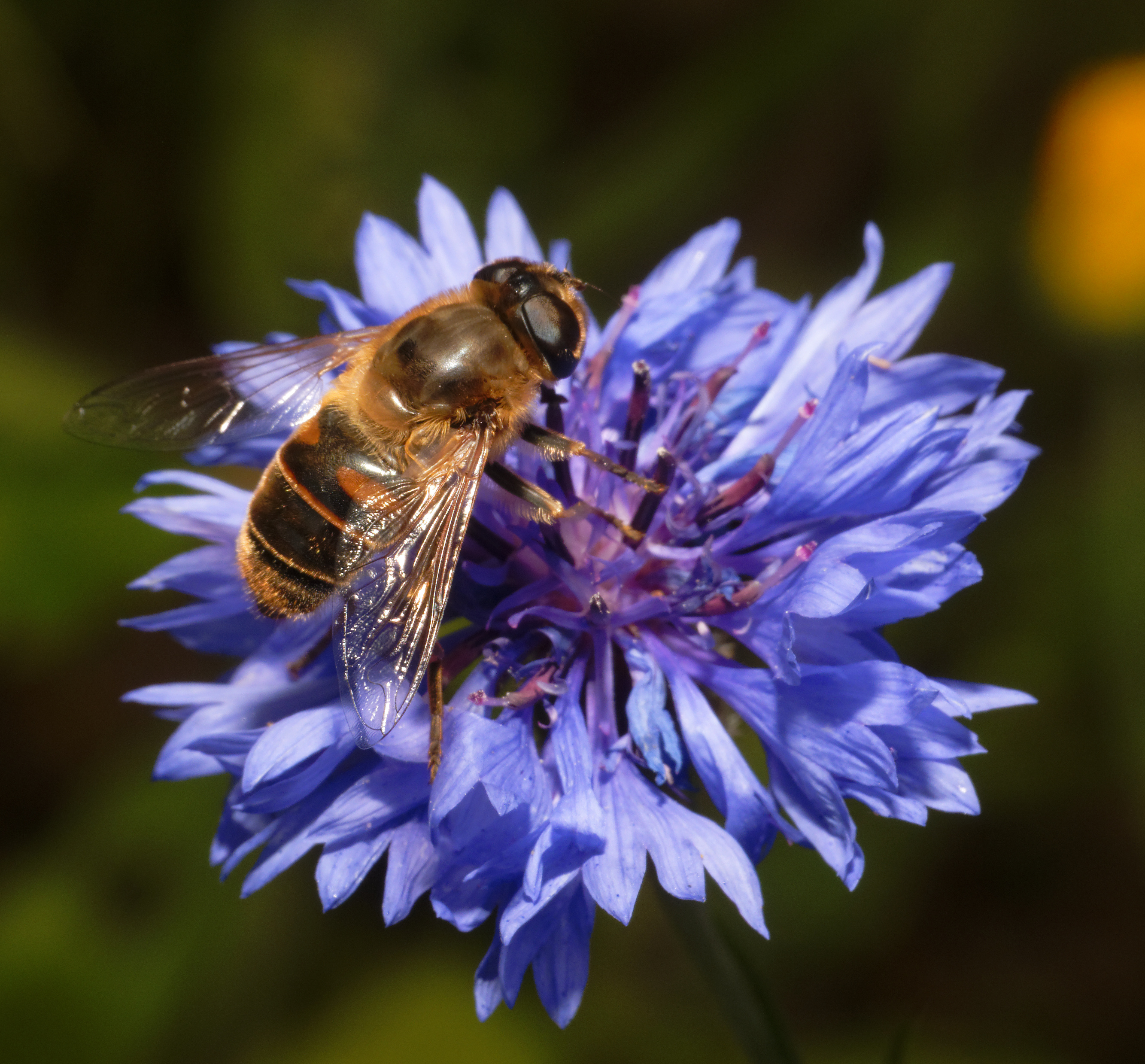 2013-07-27 19-40-41-syrphidae