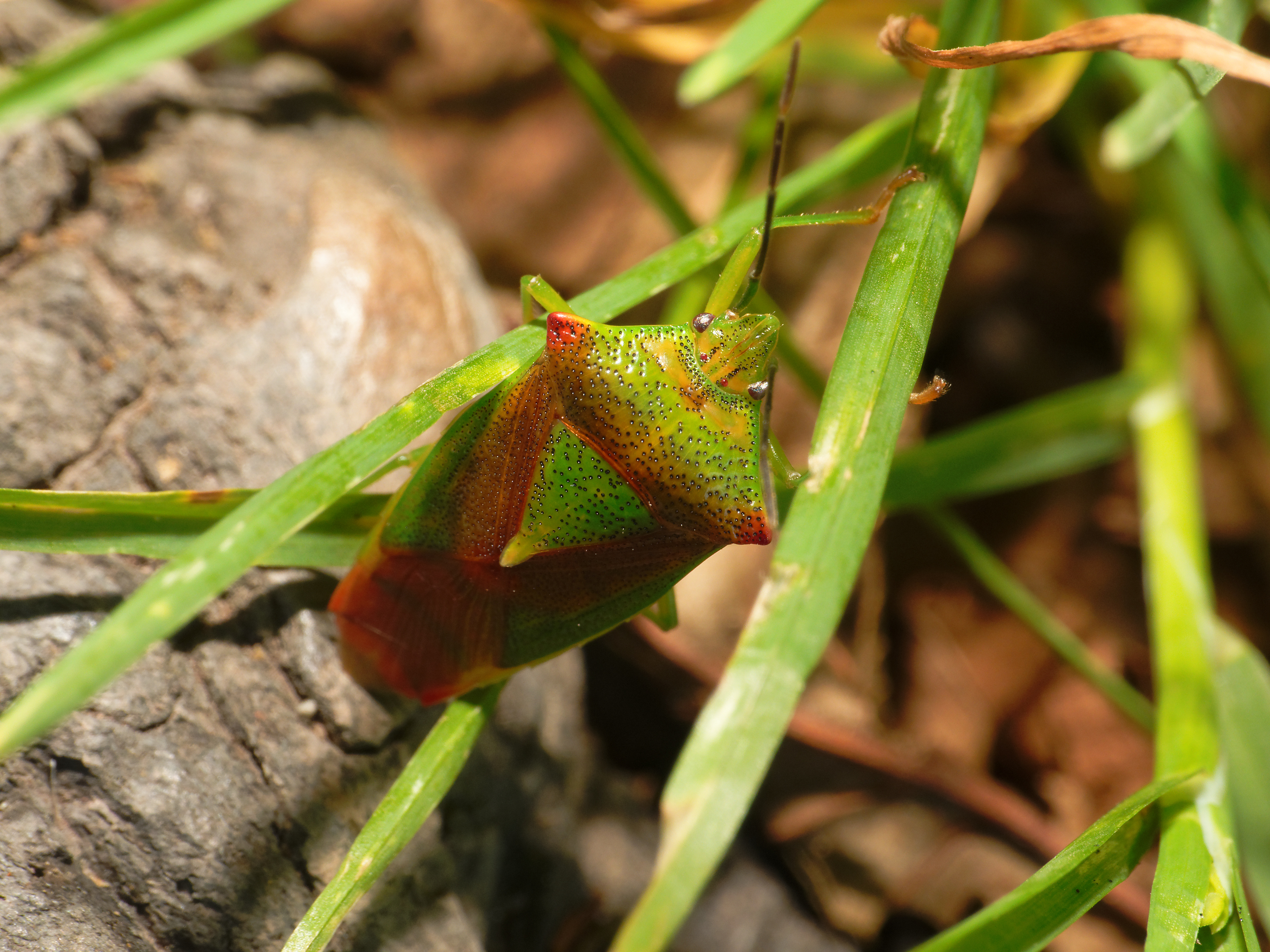 2013-08-15 16-24-09-Acanthosomatidae