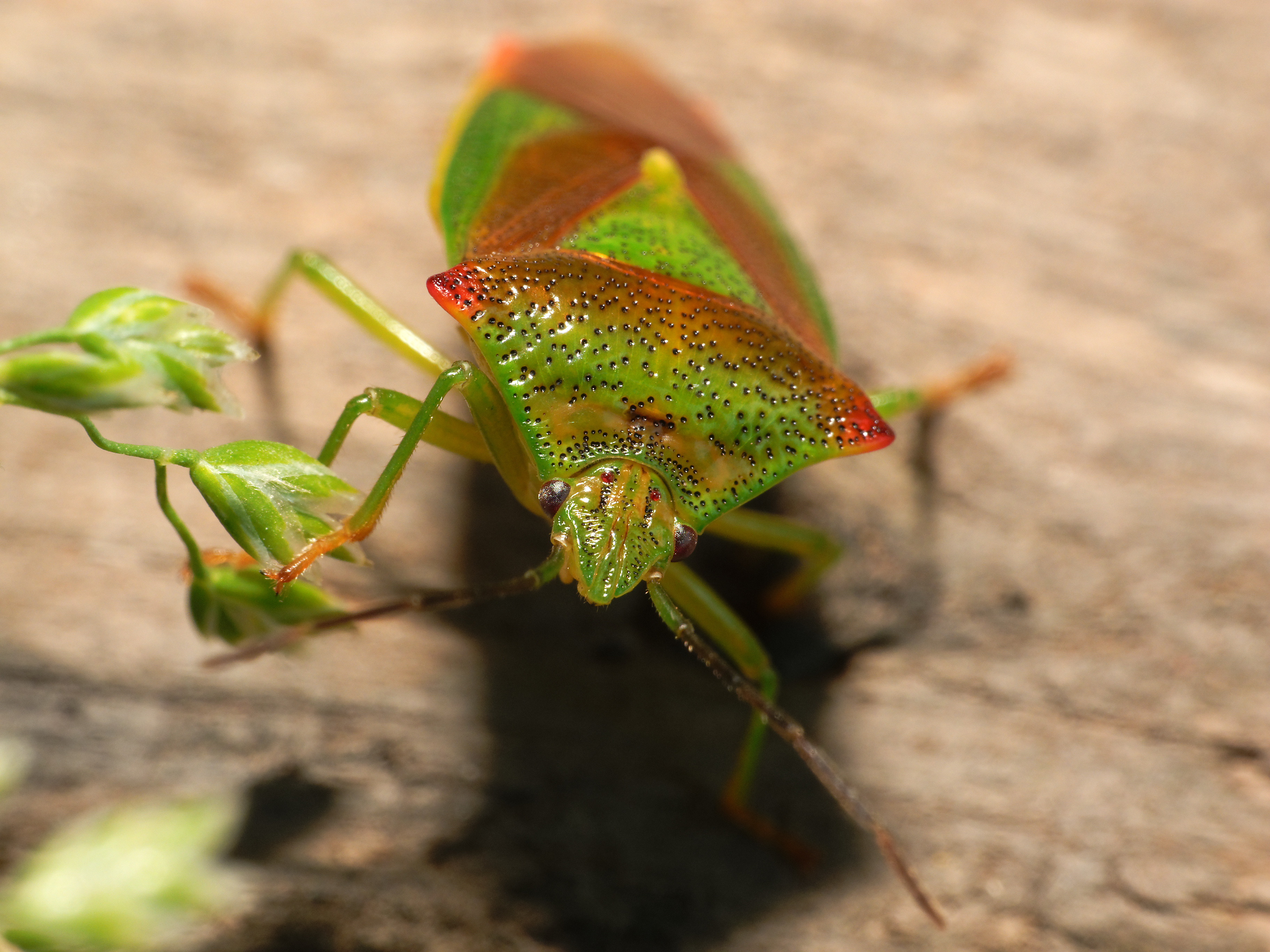 2013-08-15 16-25-30-Acanthosomatidae