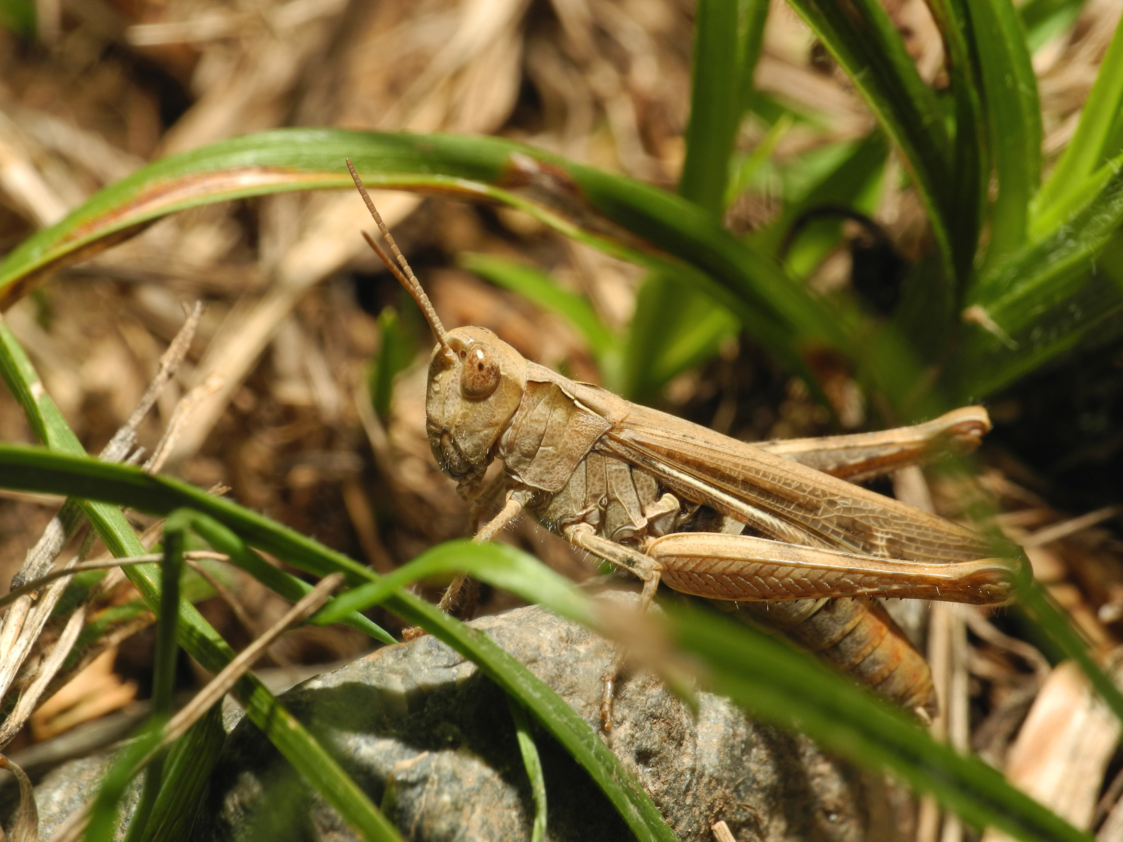 2013-09-01 11-56-34-Caelifera