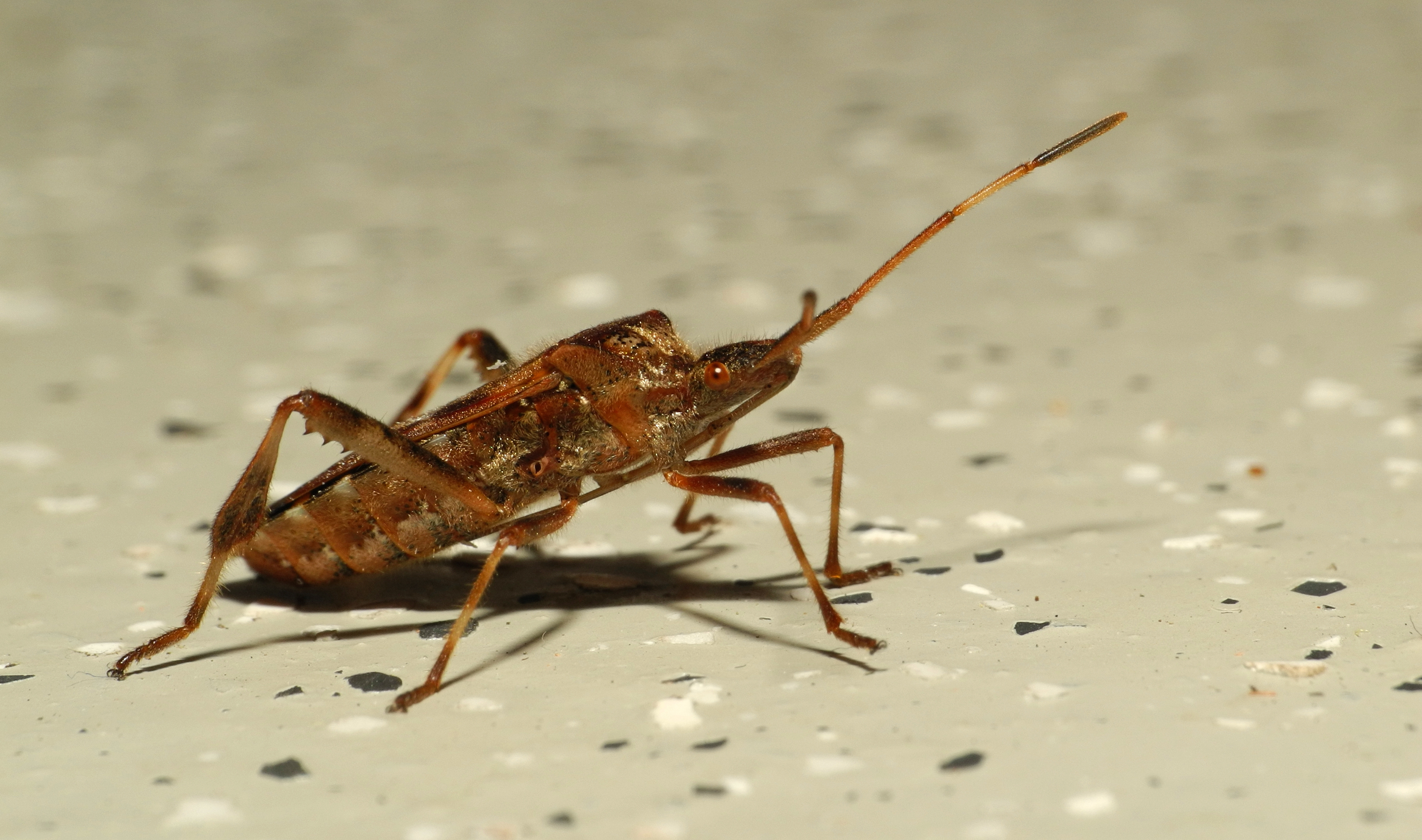 2013-09-06 19-57-55-hemiptera