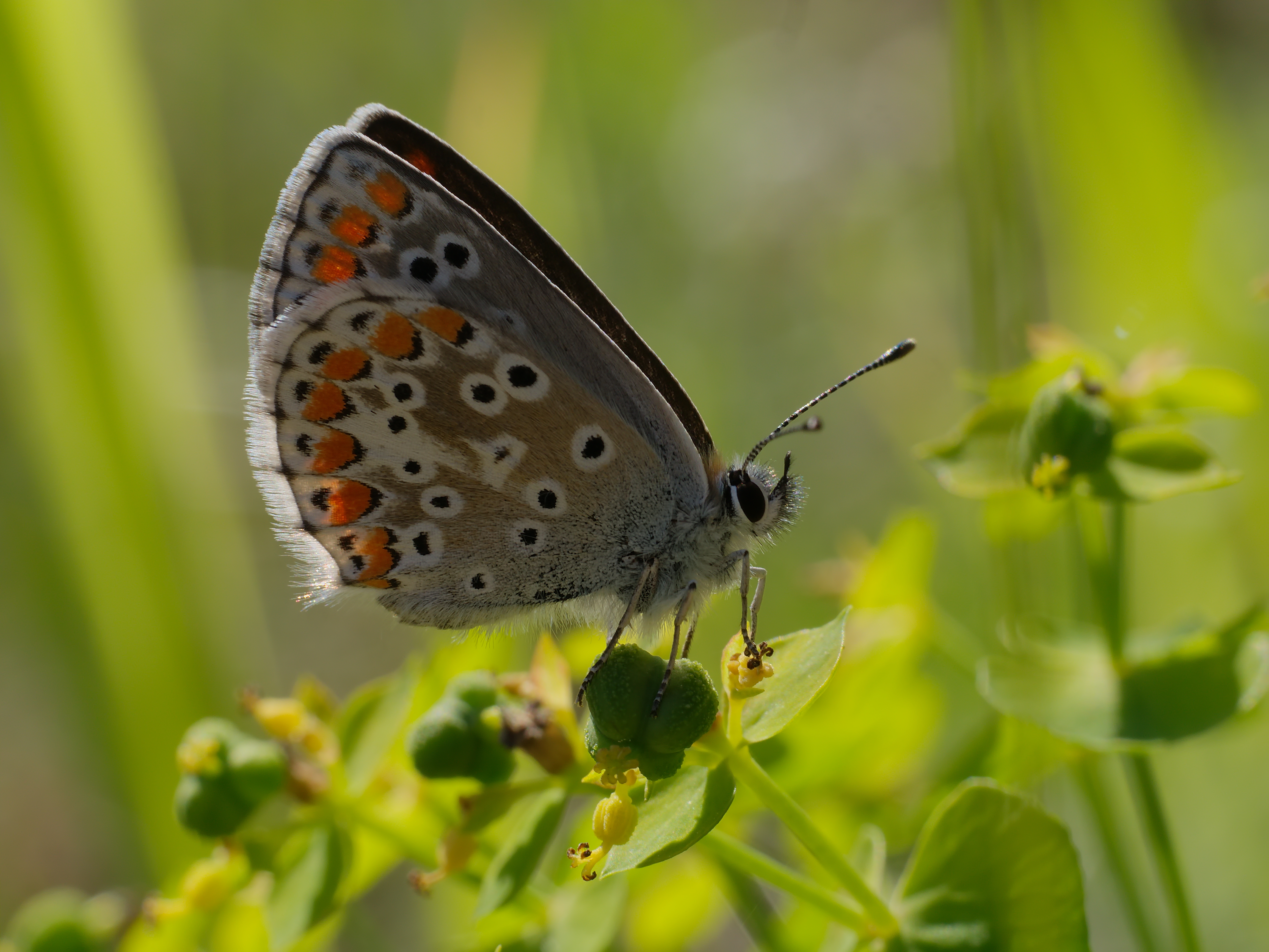 2013.06.04.-24-Kaefertaler Wald-Mannheim-Kleiner Sonnenroeschen-Blaeuling