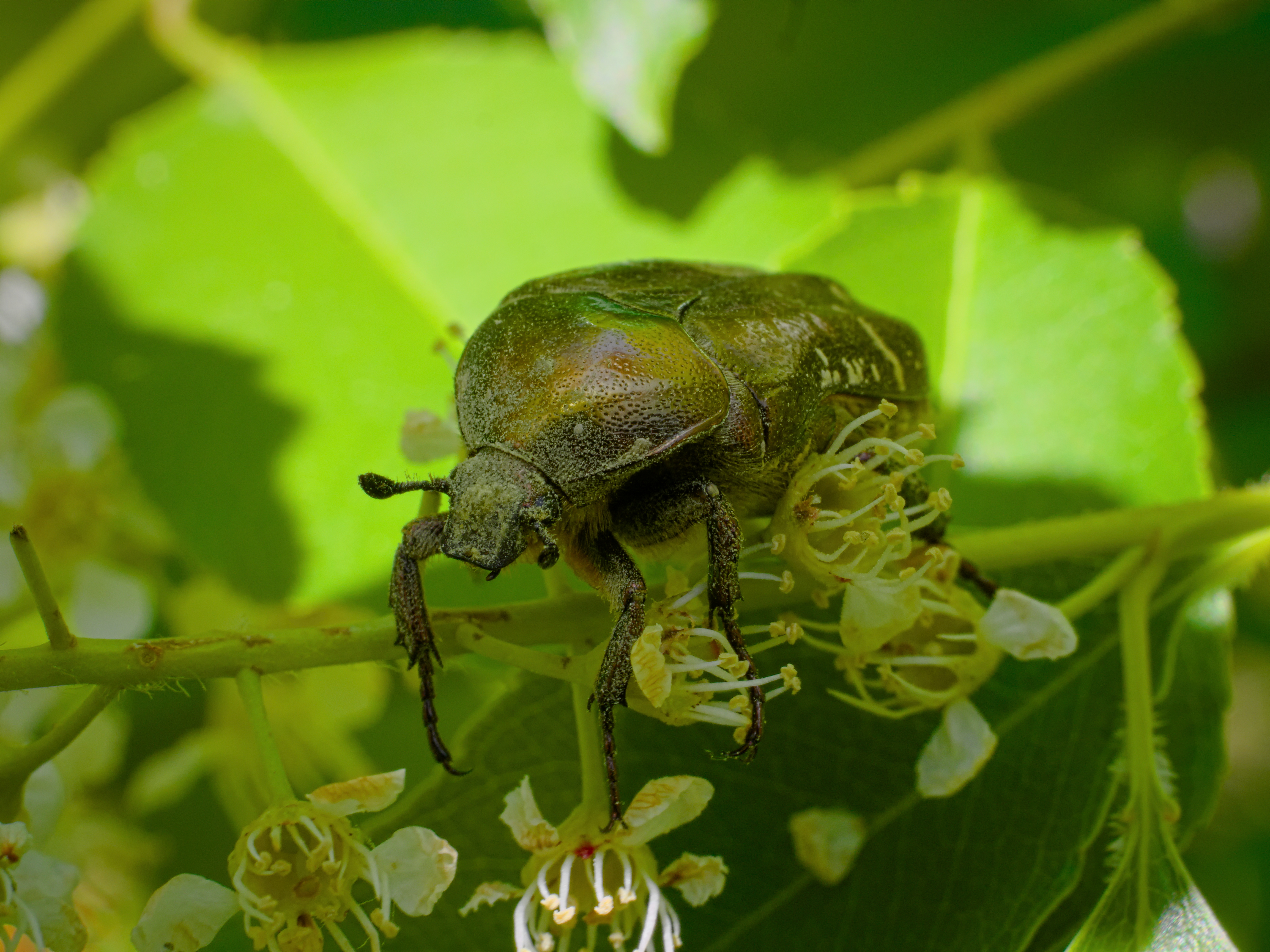 2013.06.04.-02-Kaefertaler Wald-Mannheim-Goldglaenzender Rosenkaefer