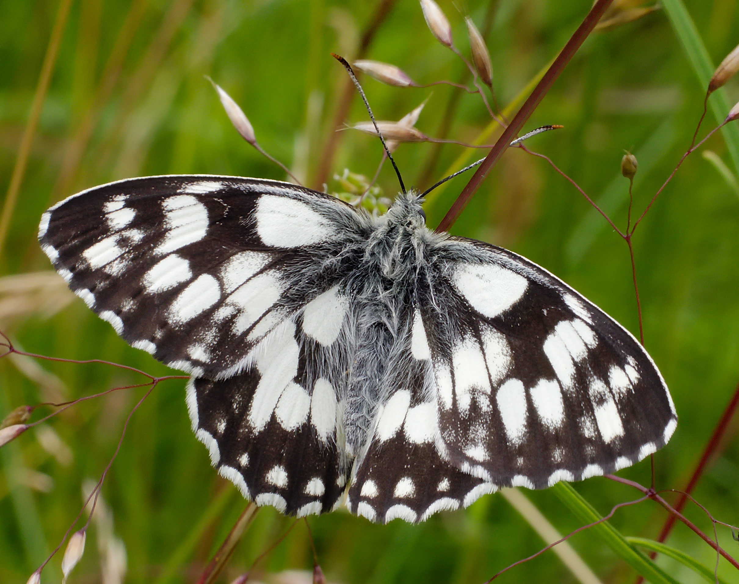 2013.07.01-02-Wustrow-Neu Drosedow-Schachbrettfalter