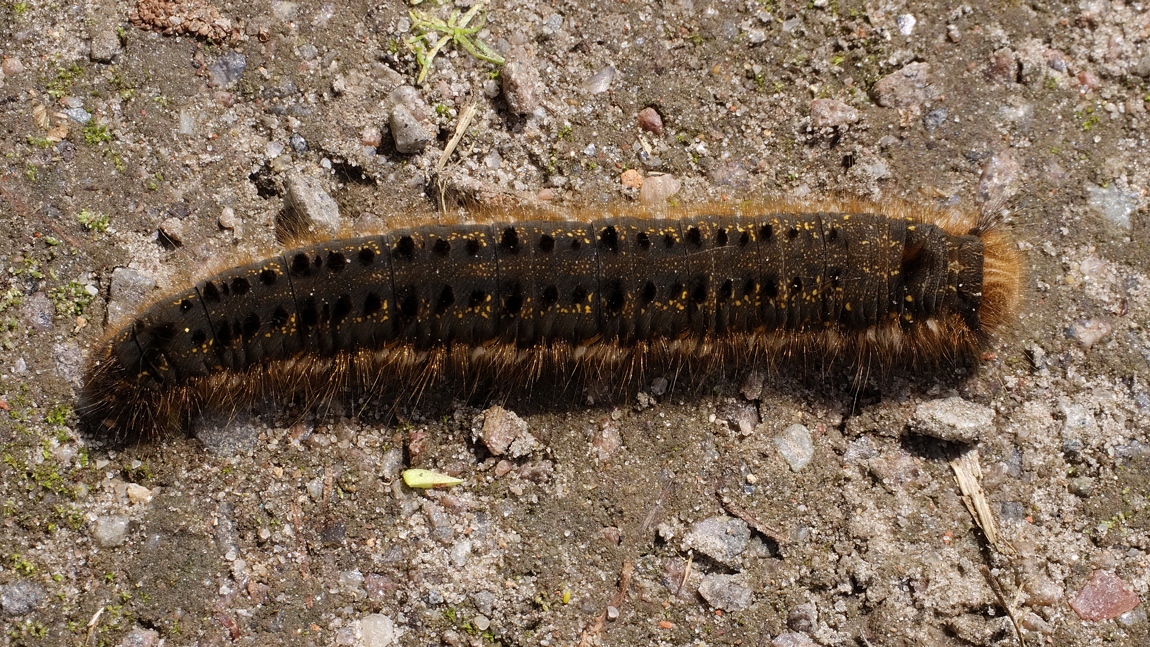 2013.07.01-19-Wustrow-Neu Drosedow-Grasglucke-Raupe