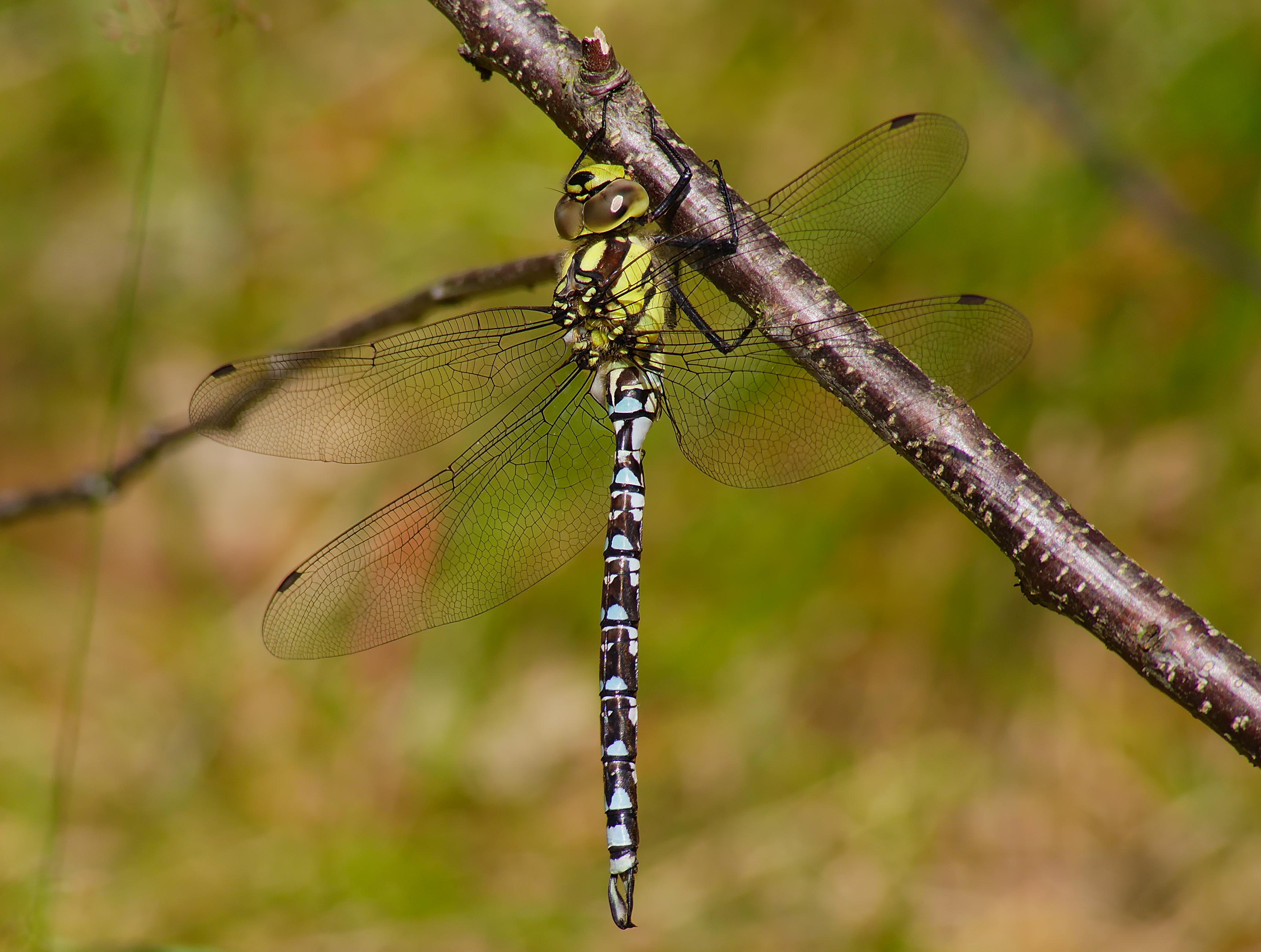 2013.07.01-21-Wustrow-Neu Drosedow-Blaugruene Mosaikjungfer-Maennchen