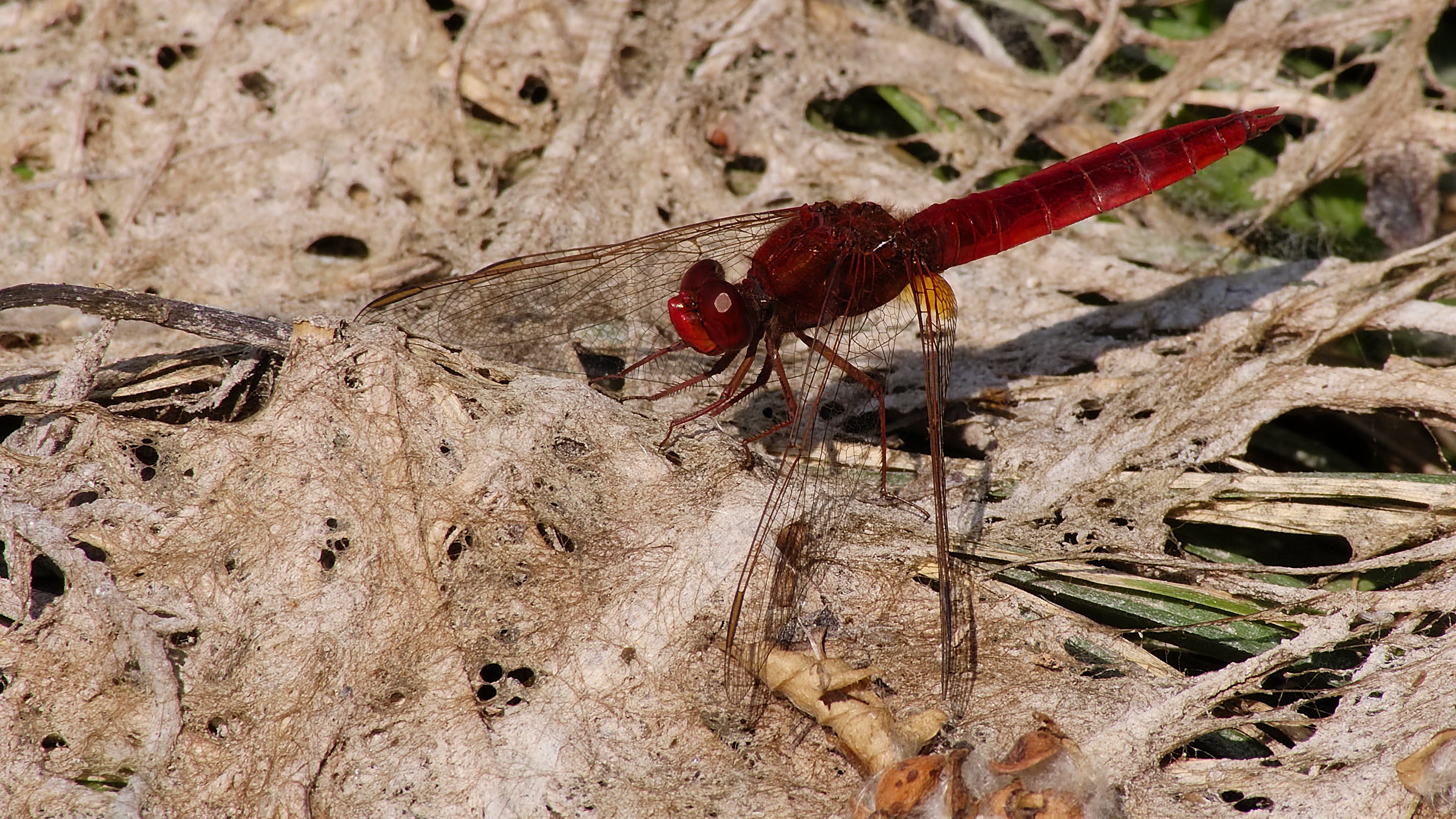 2013.07.13.-01-Anglersee-Bruehl-Feuerlibelle-Maennchen