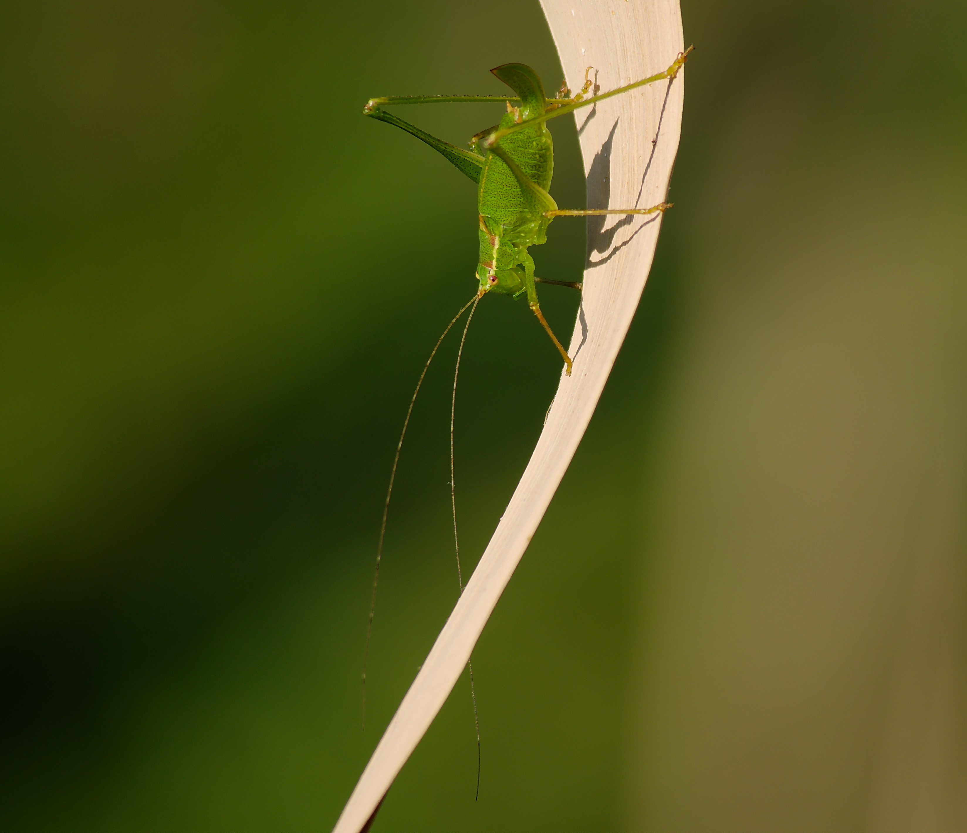 2013.07.25.4-Kirschgartshaeuser Schlaege Mannheim-Gemeine Sichelschrecke-Weibchen-Nymphe