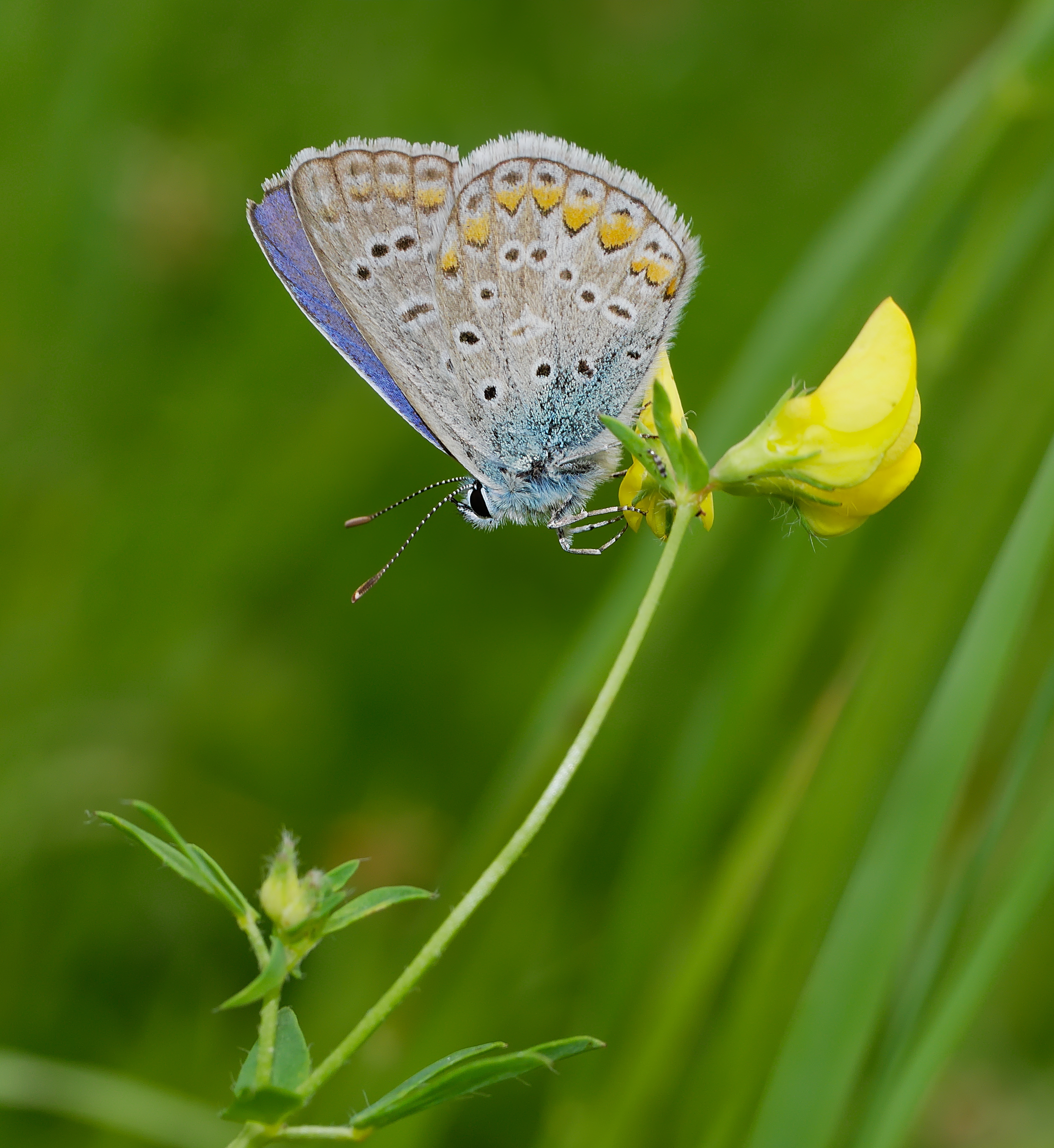 2013.08.04.-04-Ladenburg-Hauhechel-Blaeuling-Maennchen