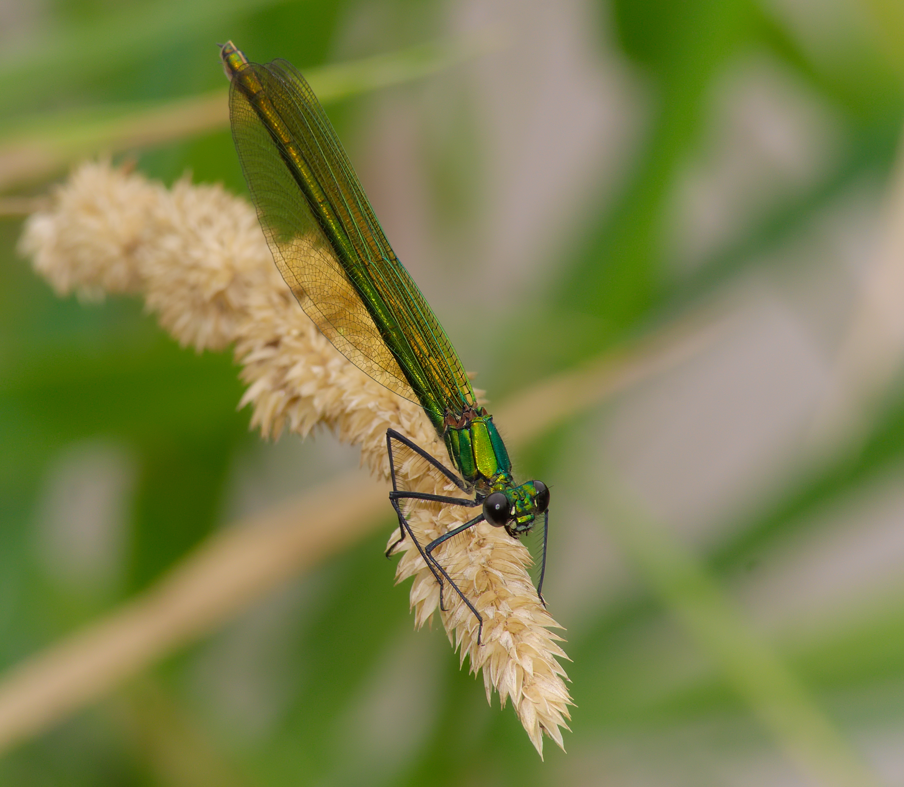 2013.08.04.-10-Ladenburg-Gebaenderte Prachtlibelle-Weibchen