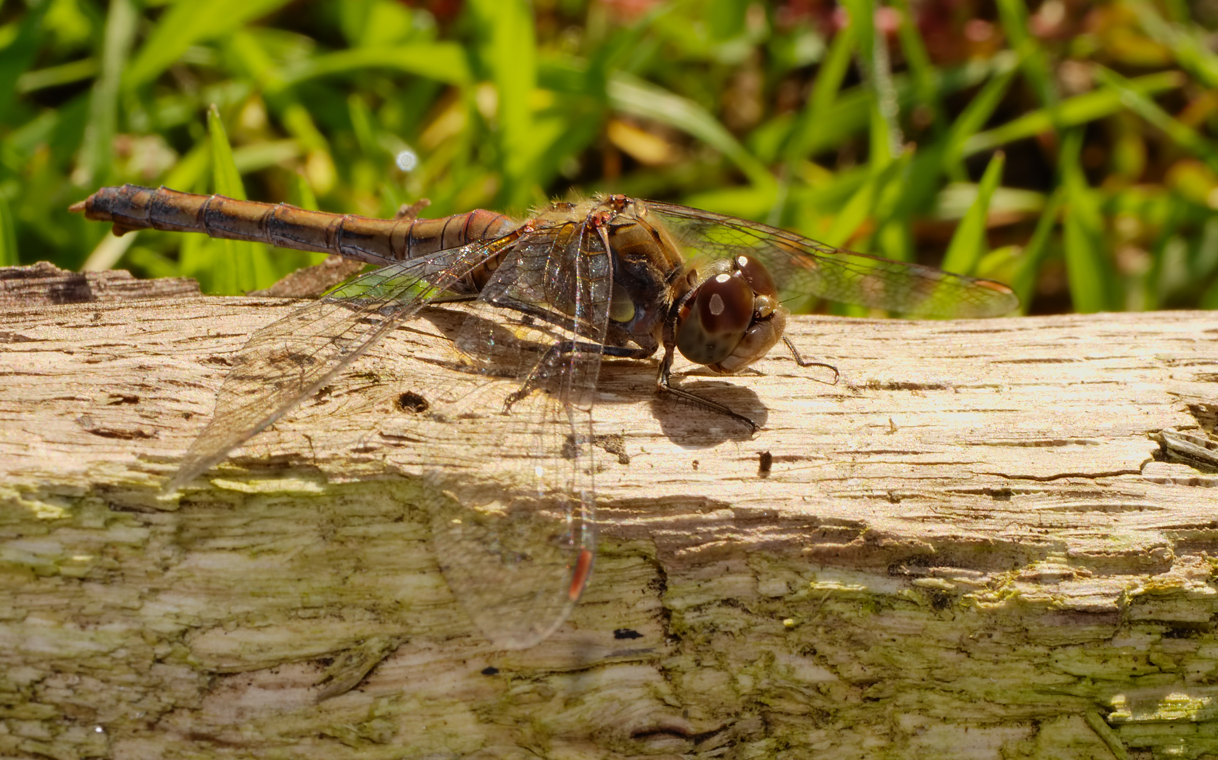 2013.10.19.-03-See Pfingstberg Mannheim-Rheinau-Große Heidelibelle-Weibchen