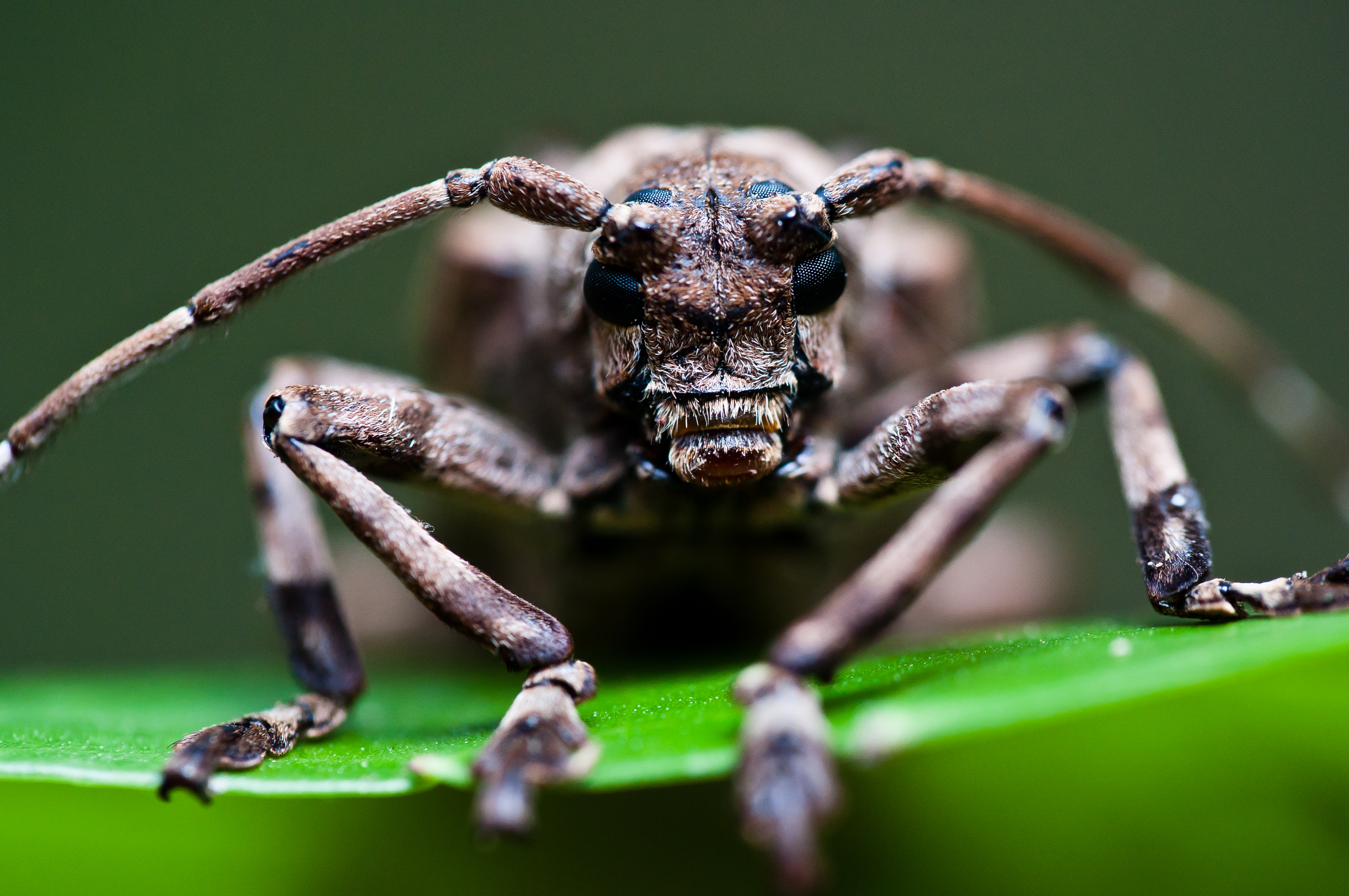 2013-02-23-Moechotypa delicatula (2)