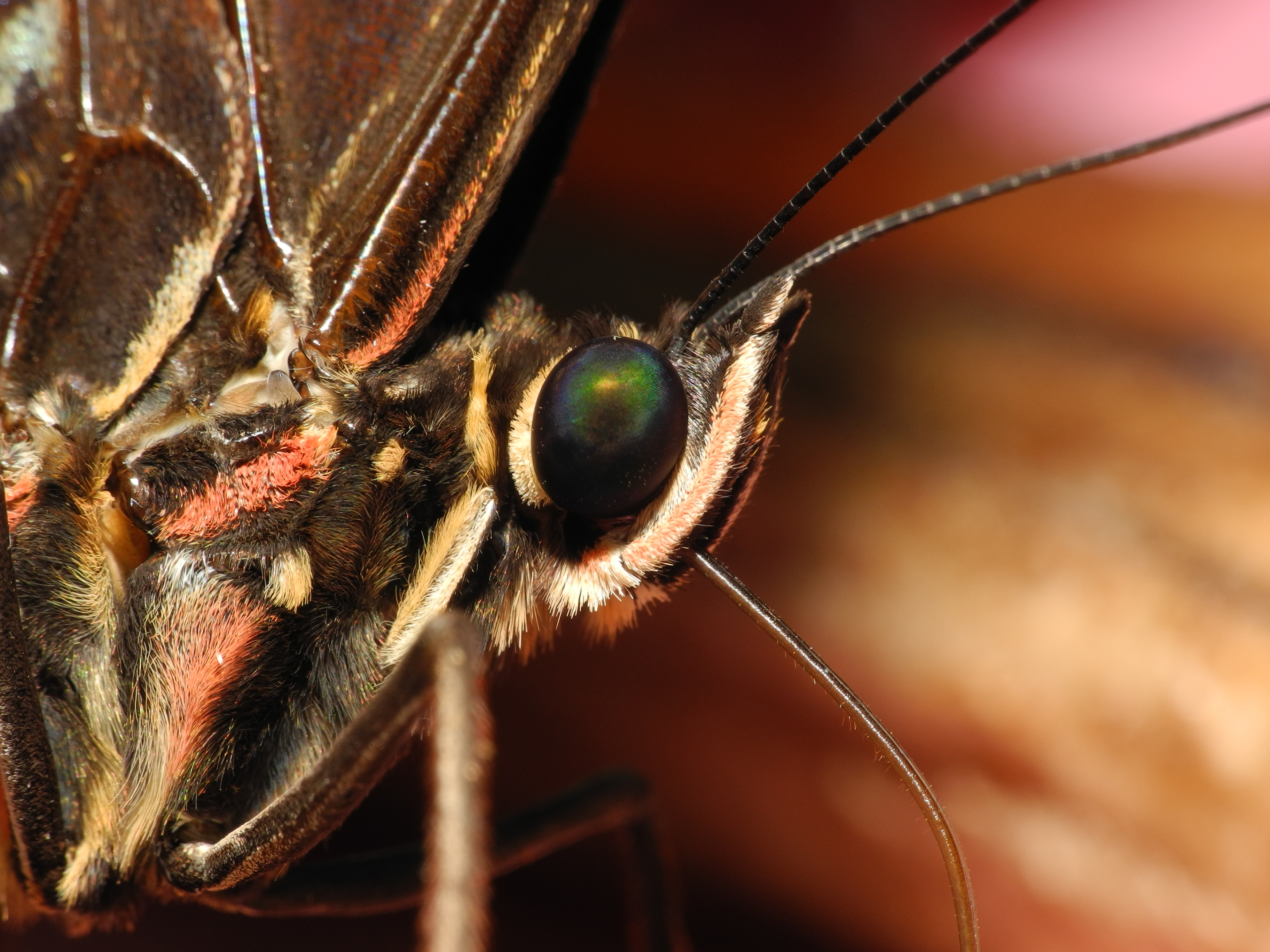 2013-04-30 13-50-22-morpho