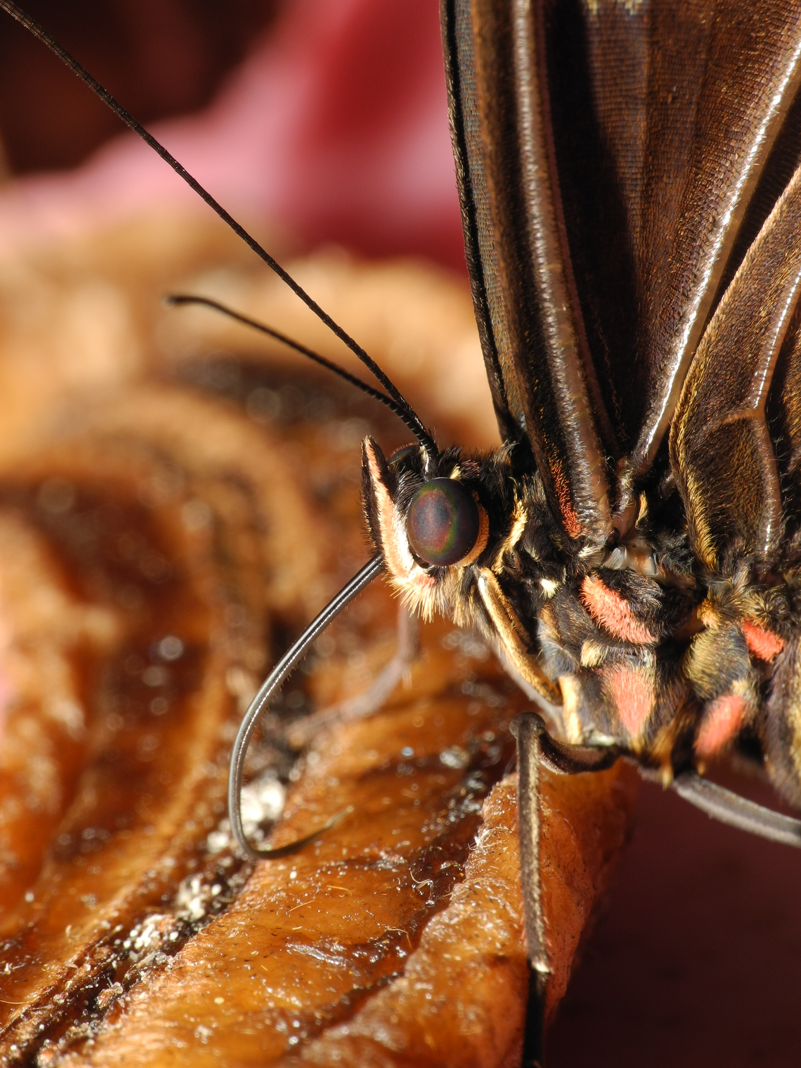 2013-04-30 15-14-13-morpho