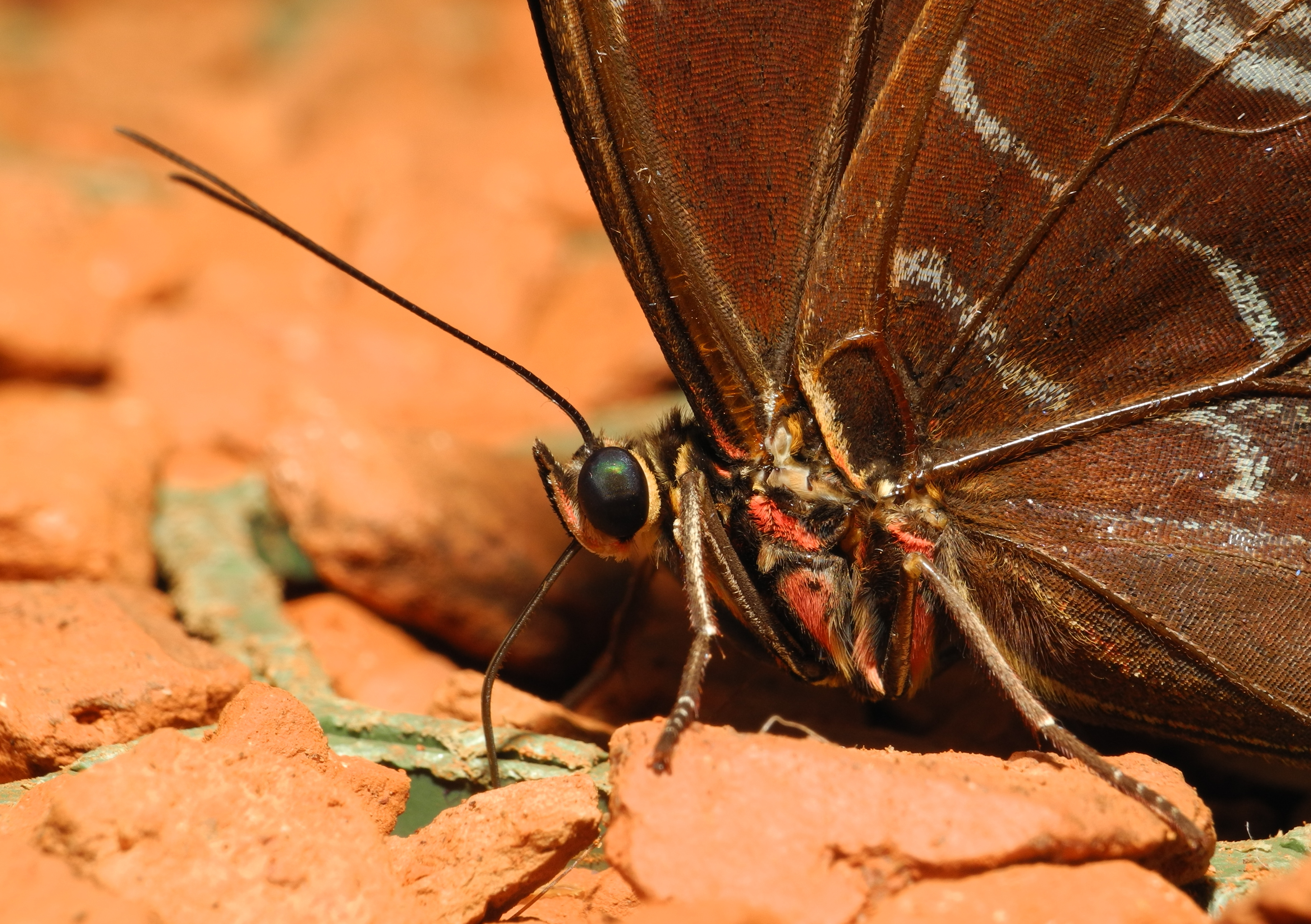 2013-04-30 15-16-58-morpho
