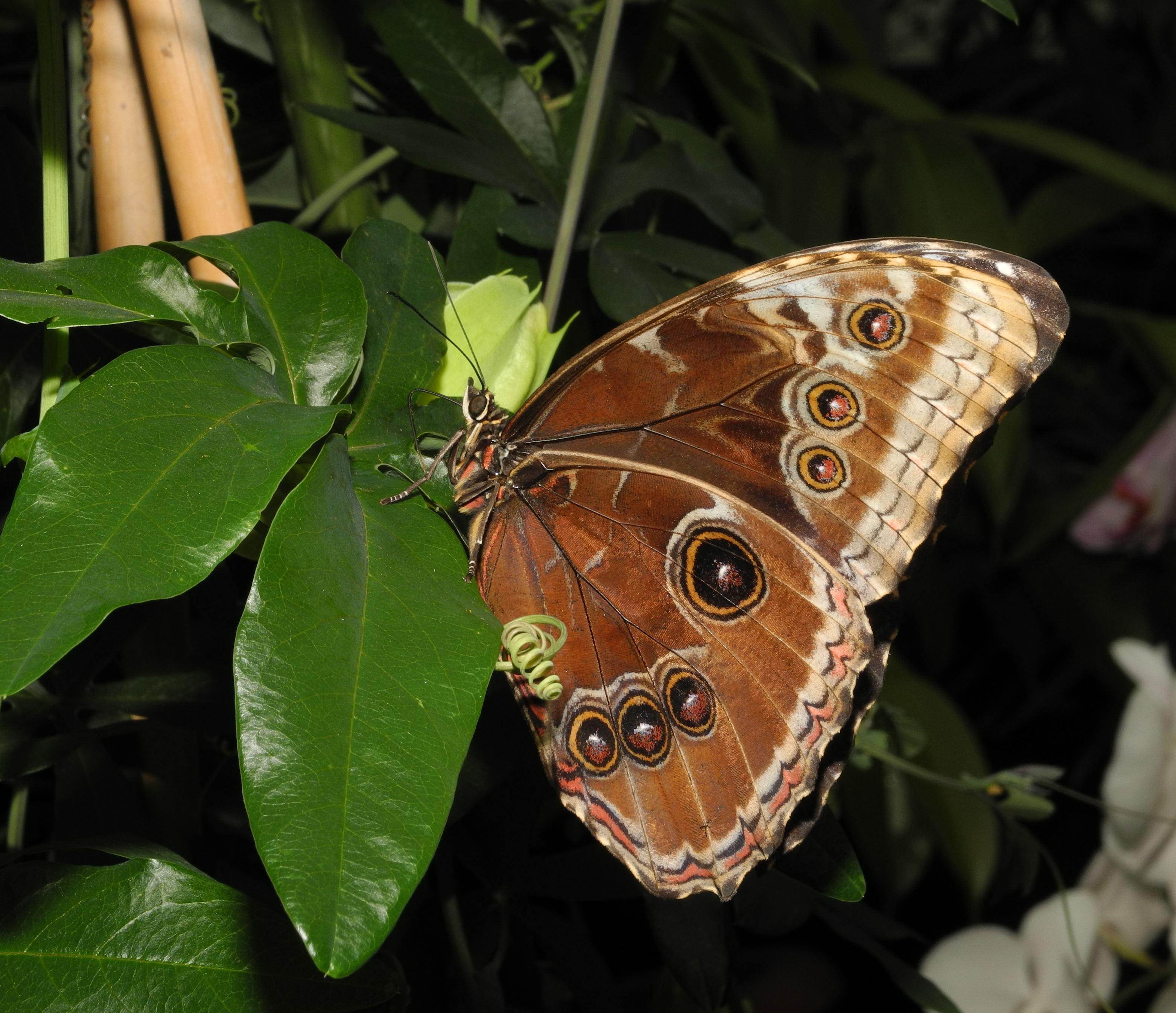 2013-04-30 15-41-36-morpho