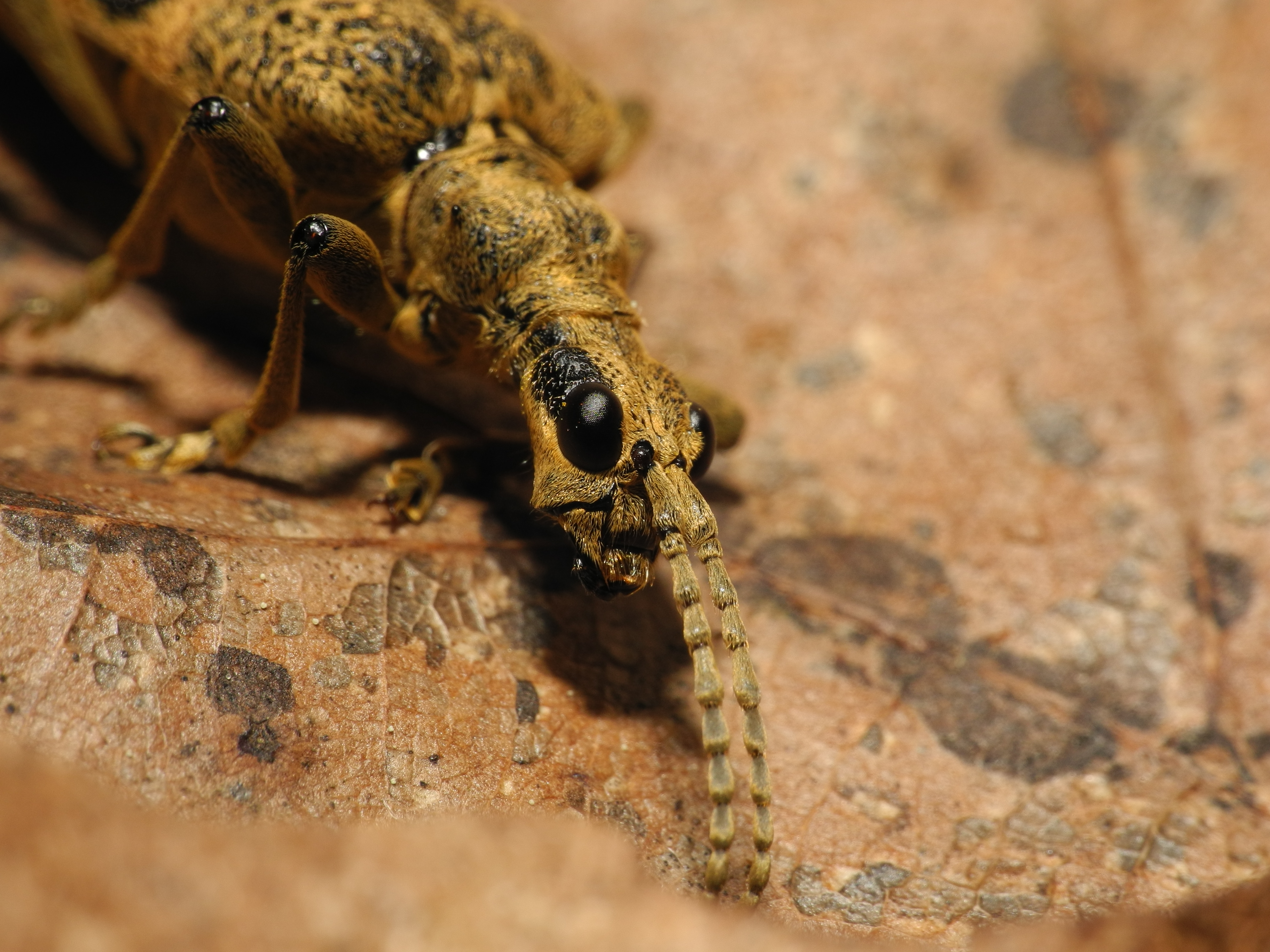 2013-05-05 18-21-37-coleoptera