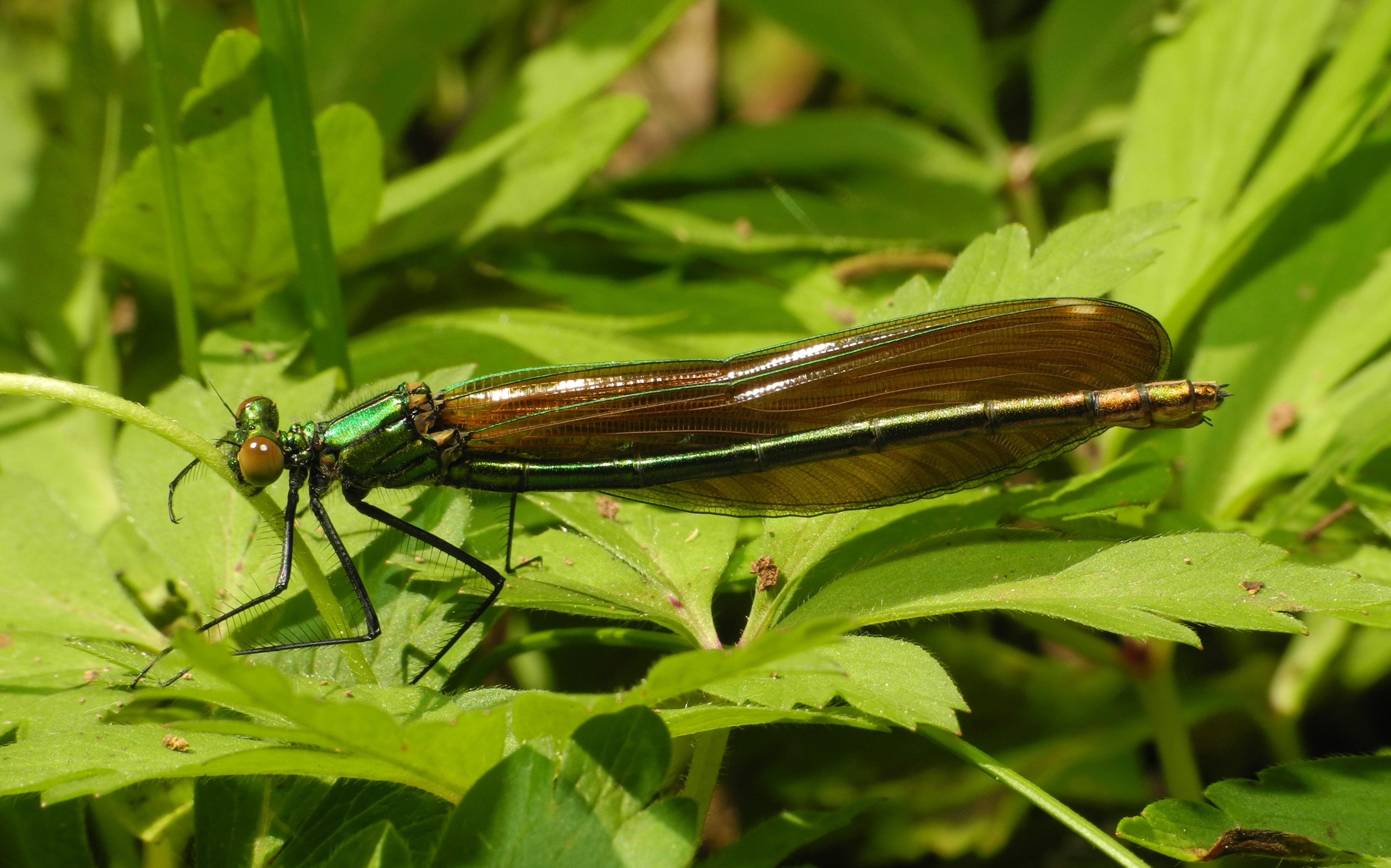 2013-05-14 15-25-16-calopteryx