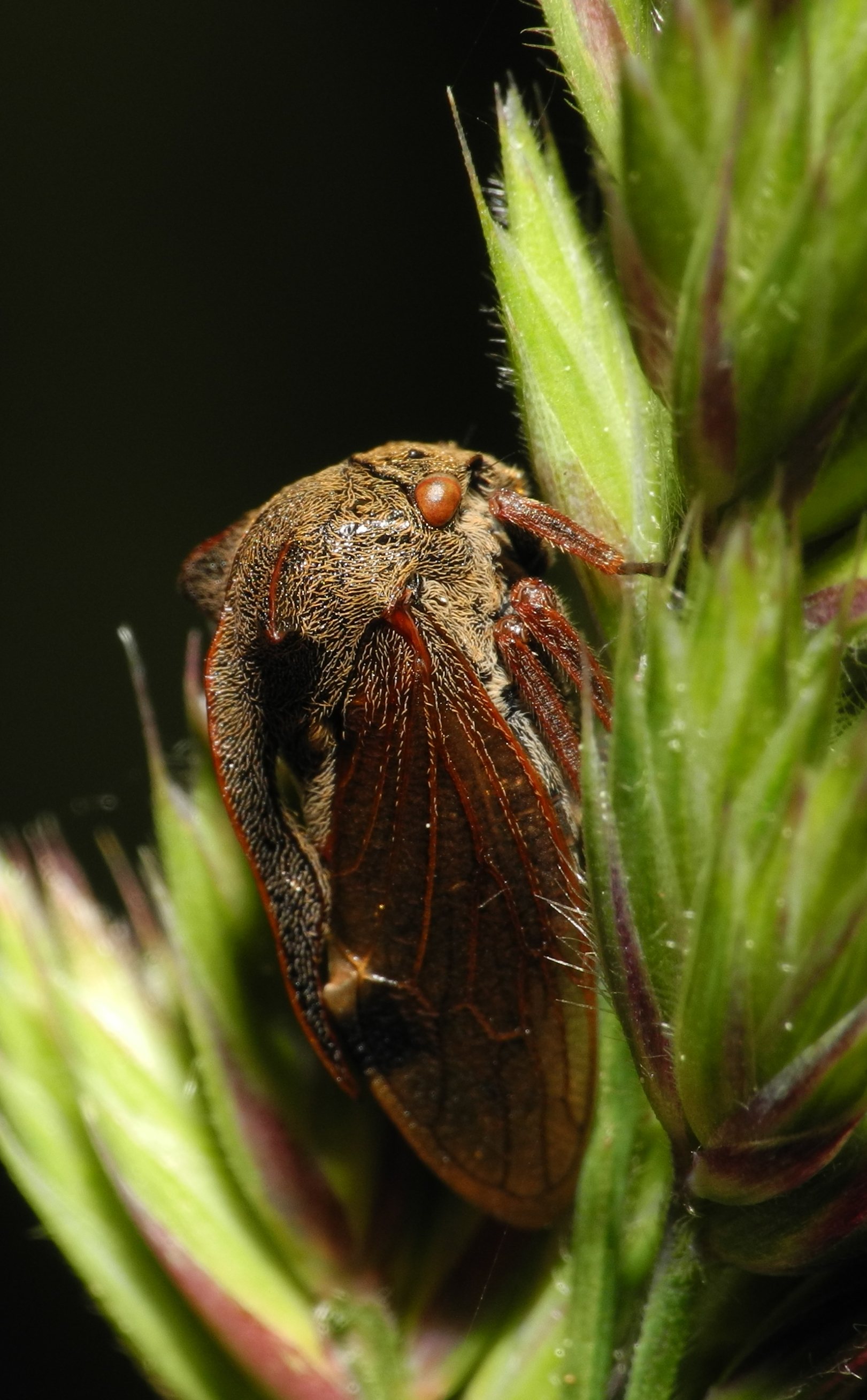 2013-06-02 21-20-31-membracidae