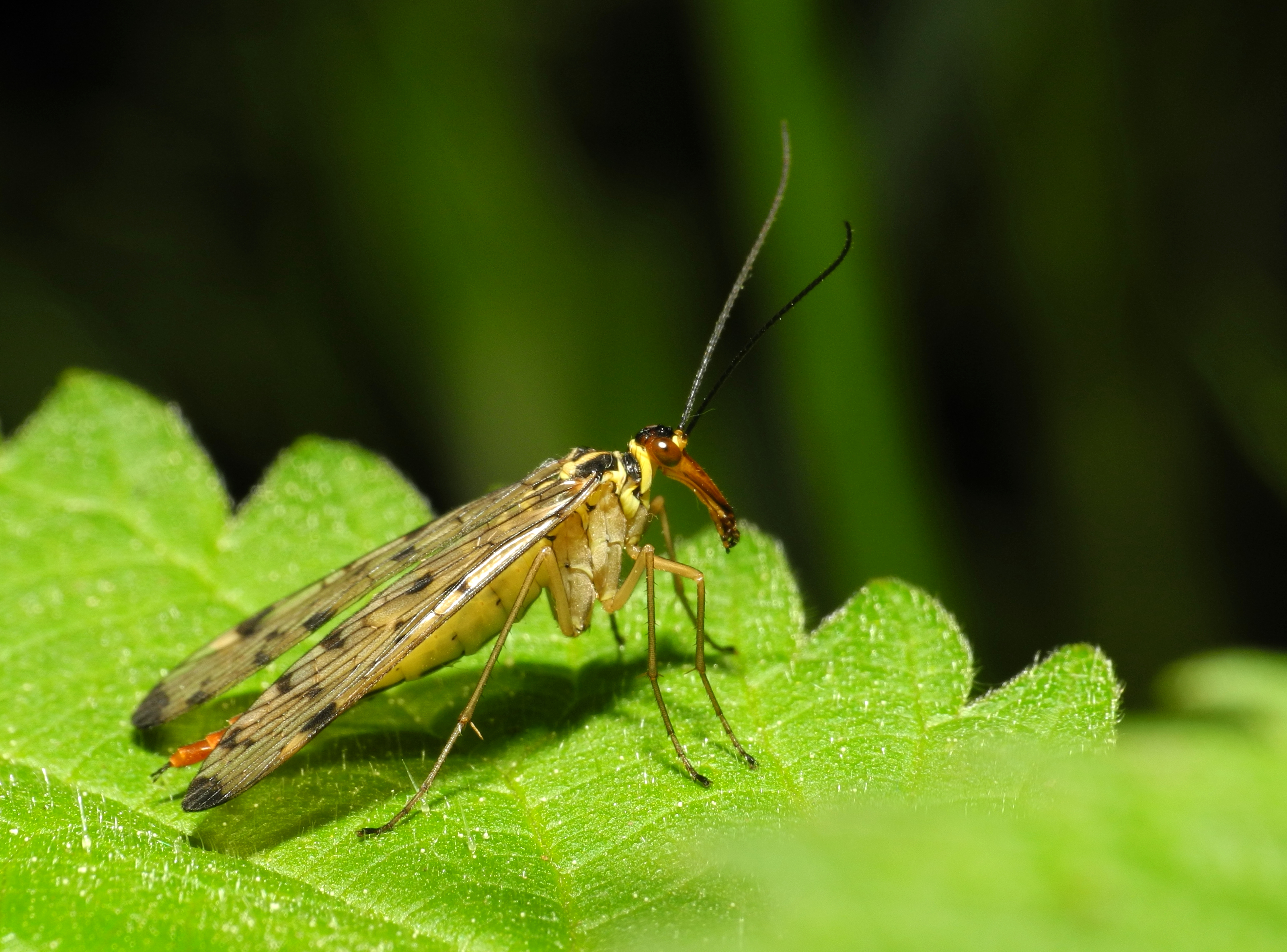 2013-06-04 15-52-44-Panorpa-communis
