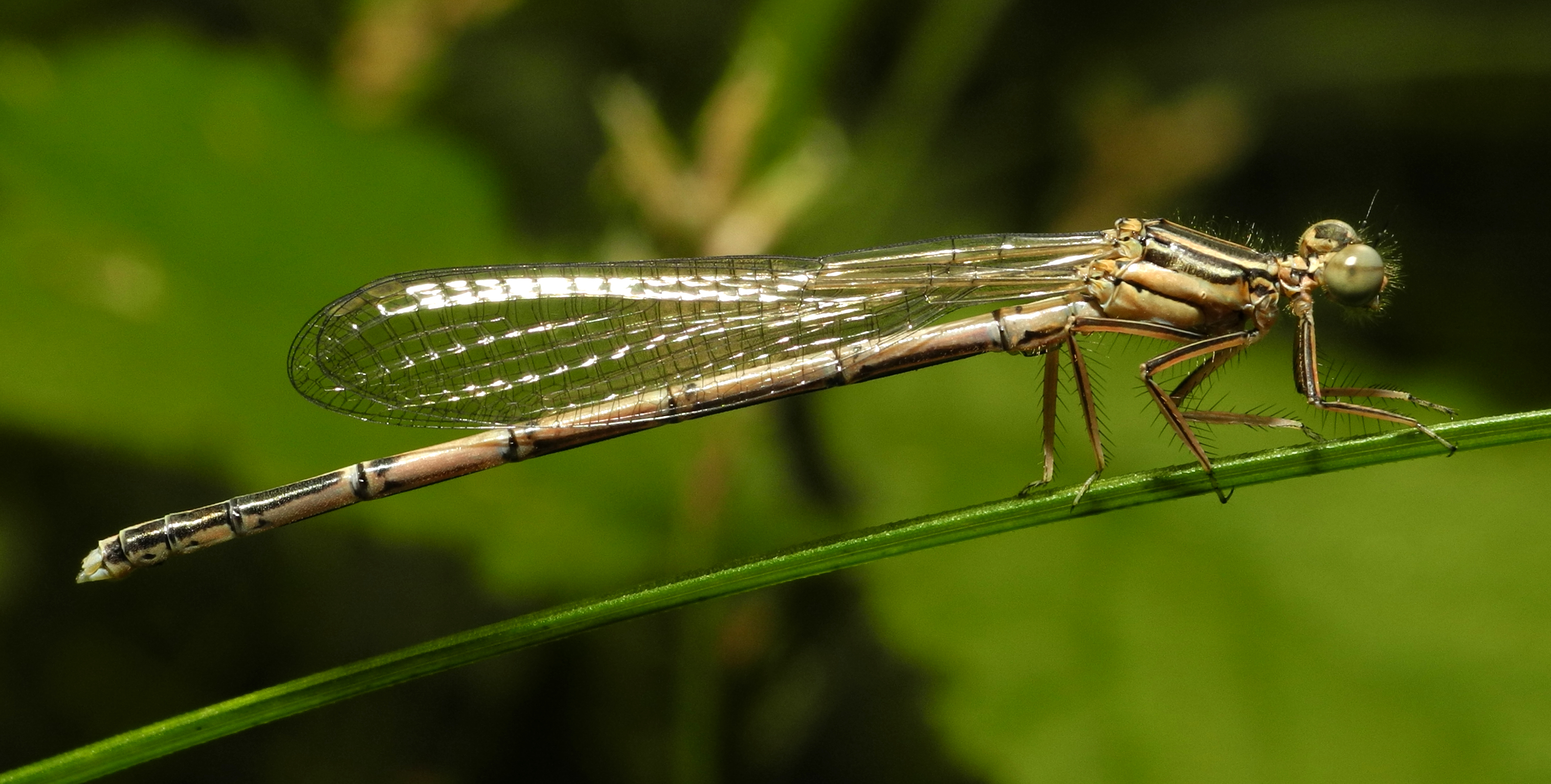 2013-06-09 15-48-13-zygoptera