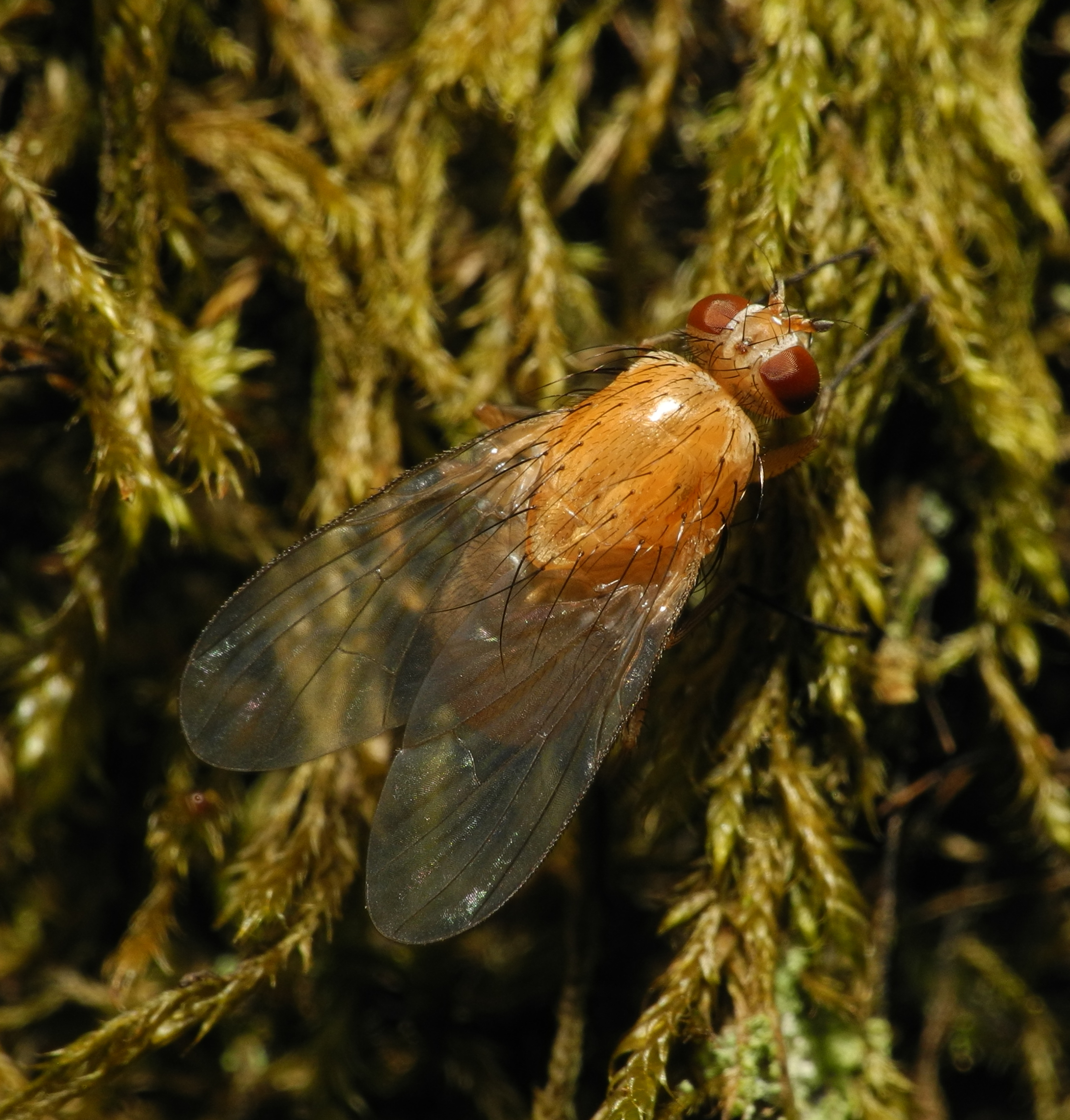 2013-06-21 14-29-16-diptera