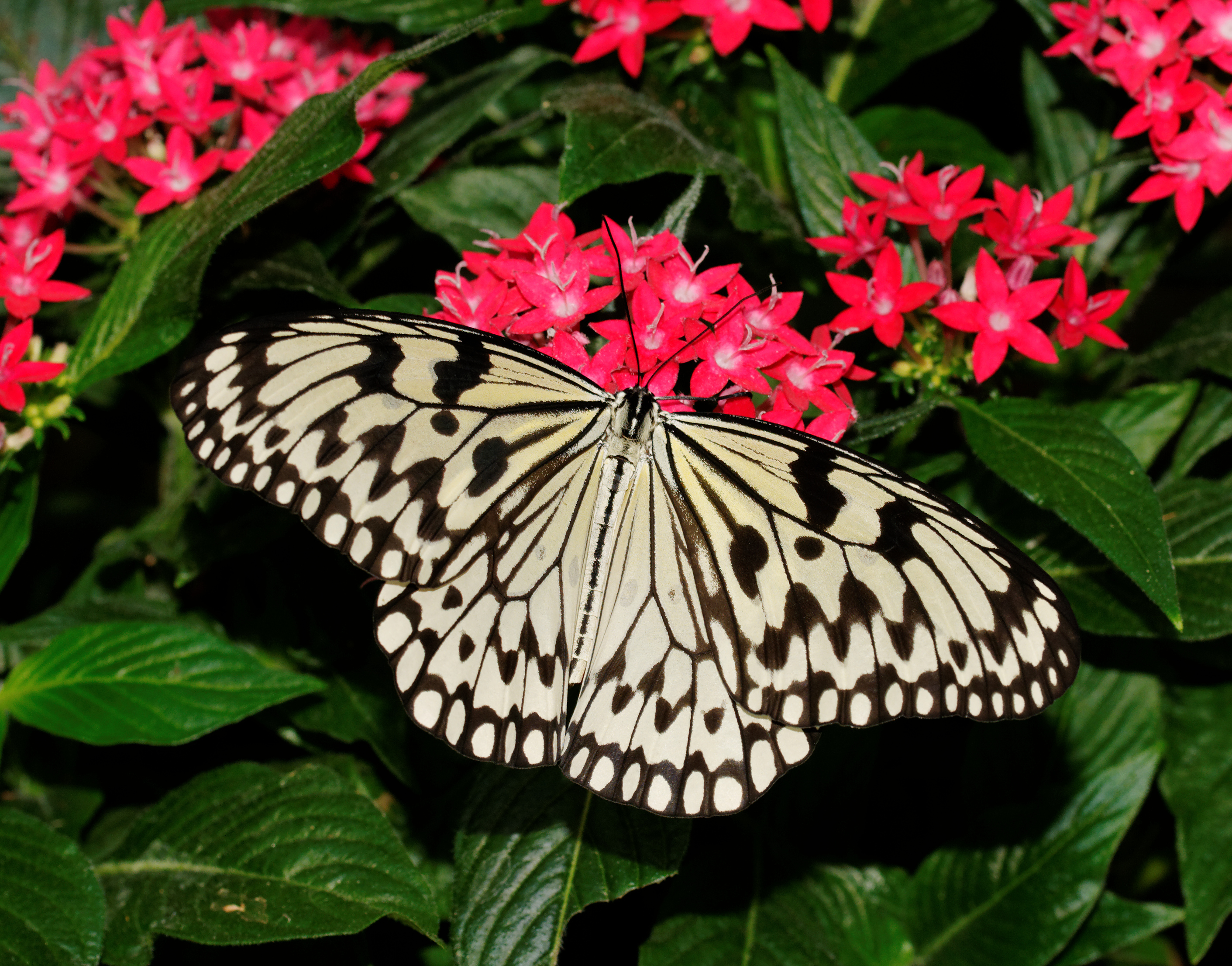 2014-05-01 15-51-53-Idea-leuconoe-hunawihr