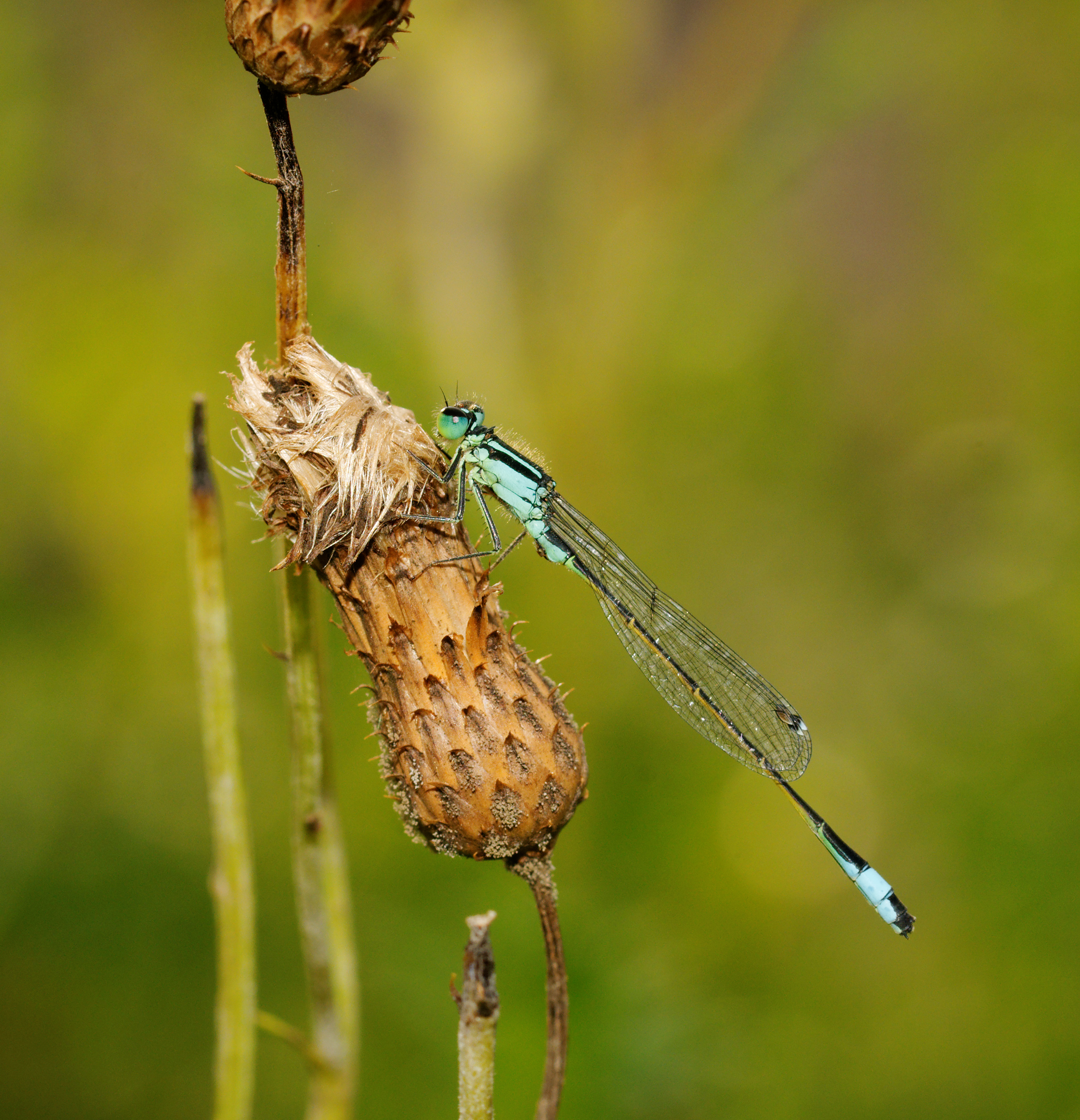 2014-08-11 18-15-31 zygoptera