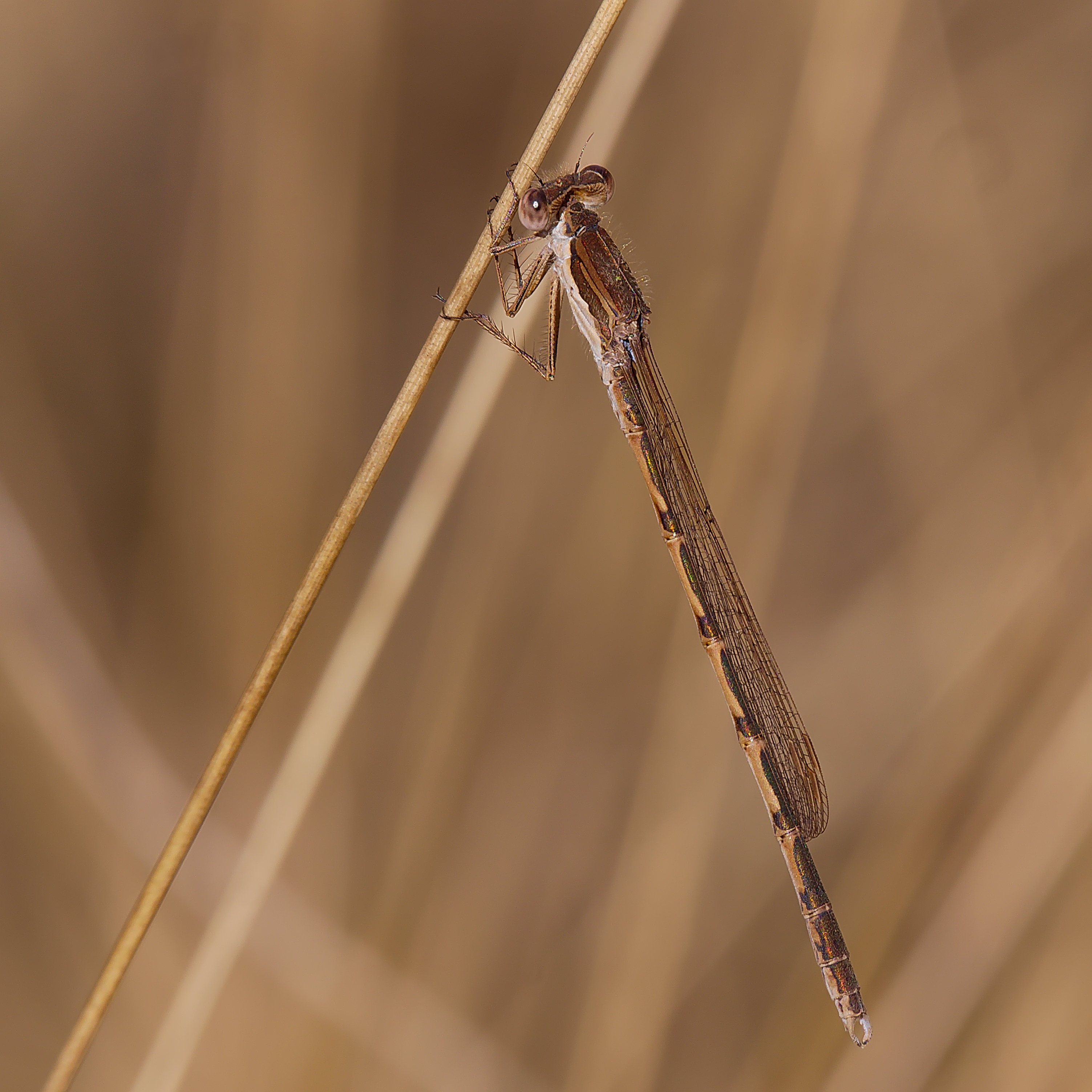 2014.03.09.-05-Kaefertaler Wald-Mannheim-Gemeine Winterlibelle-Maennchen